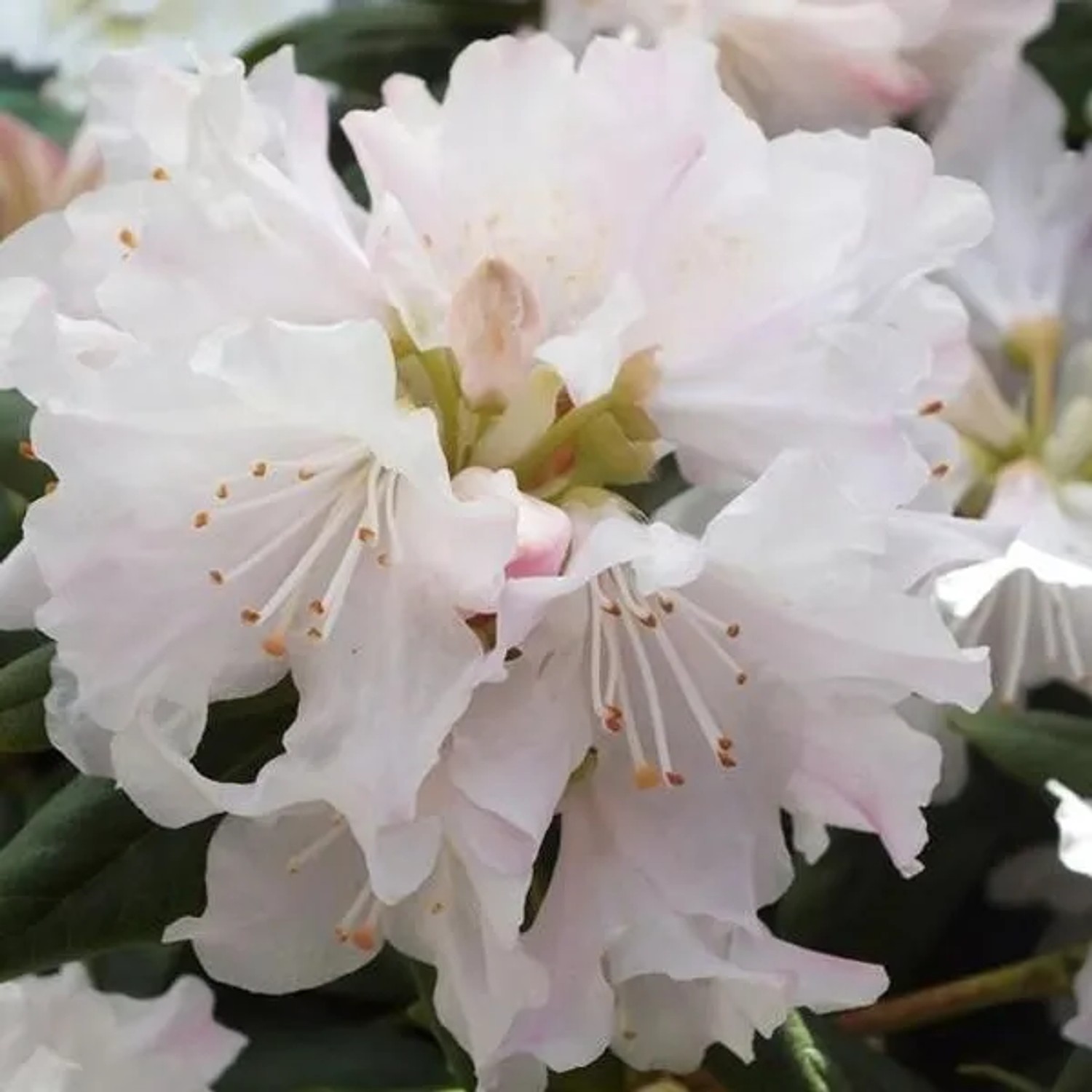 Rhododendron 'Dora Amateis' 20 bis 30 cm im Container Für Sauren Boden