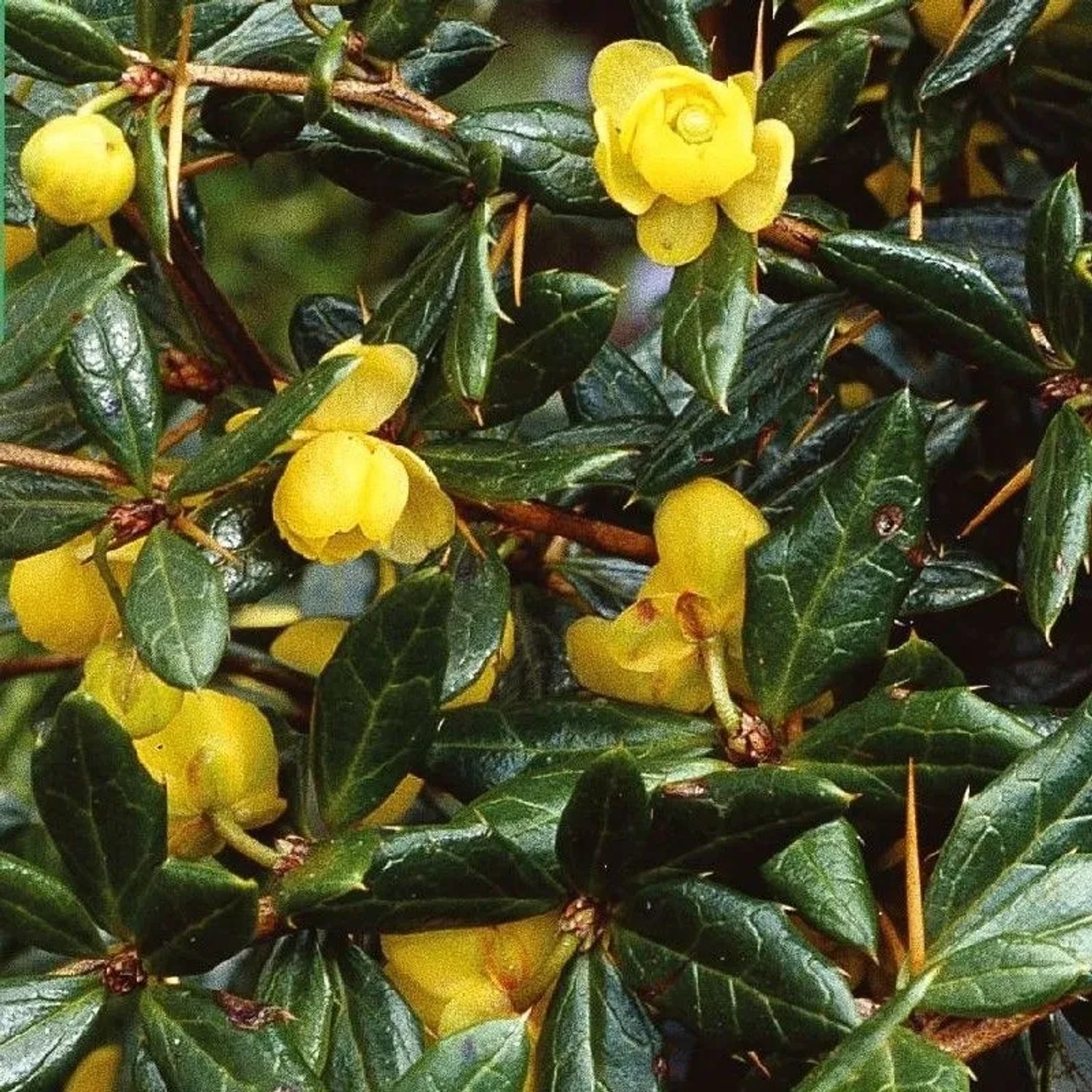 Berberitze 'Amstelveen' Berberis frikartii 25 bis 30 cm im Container Kompakt Wachsend