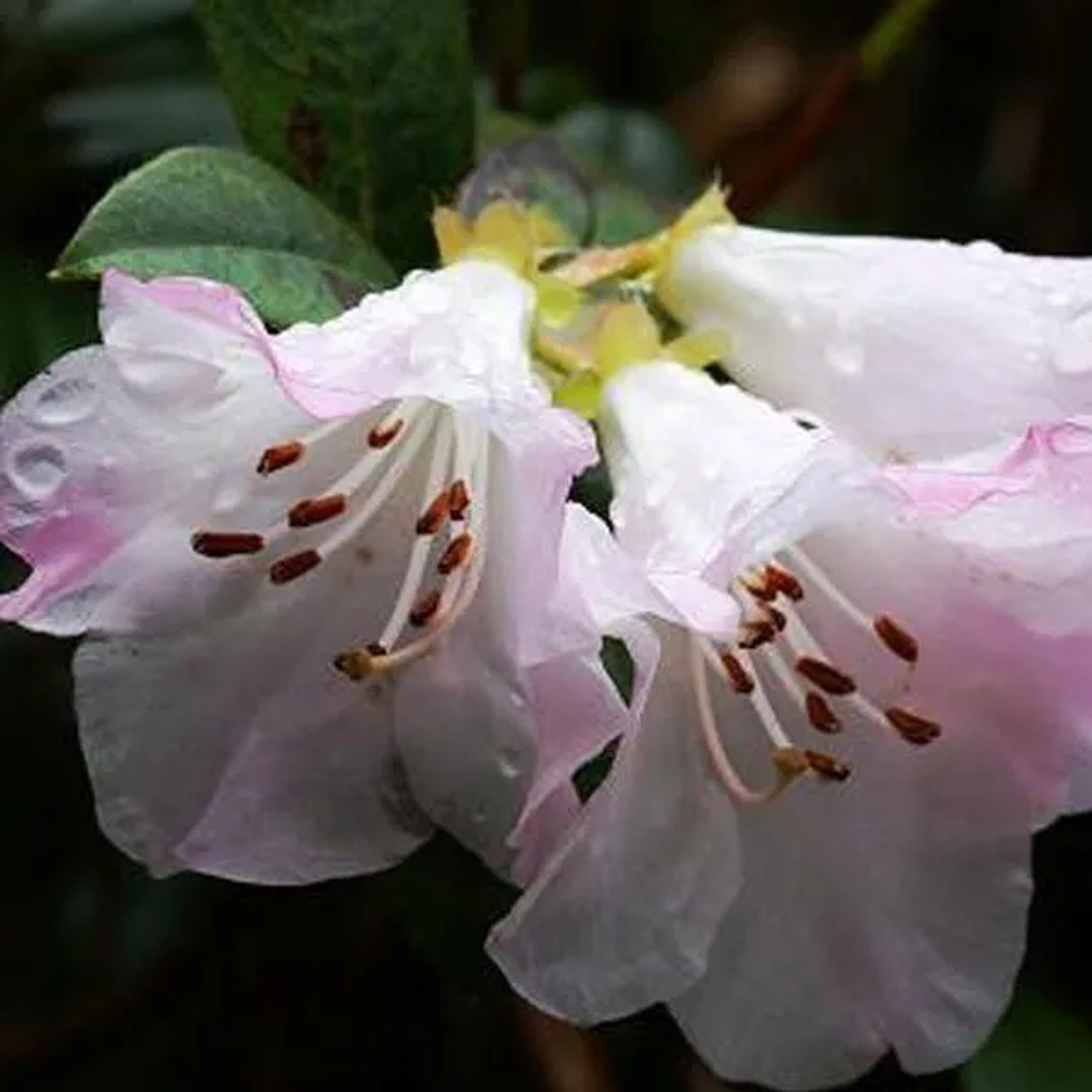 Rhododendron 'Cilpinense' 20 bis 30 cm im Container Für Sauren Boden
