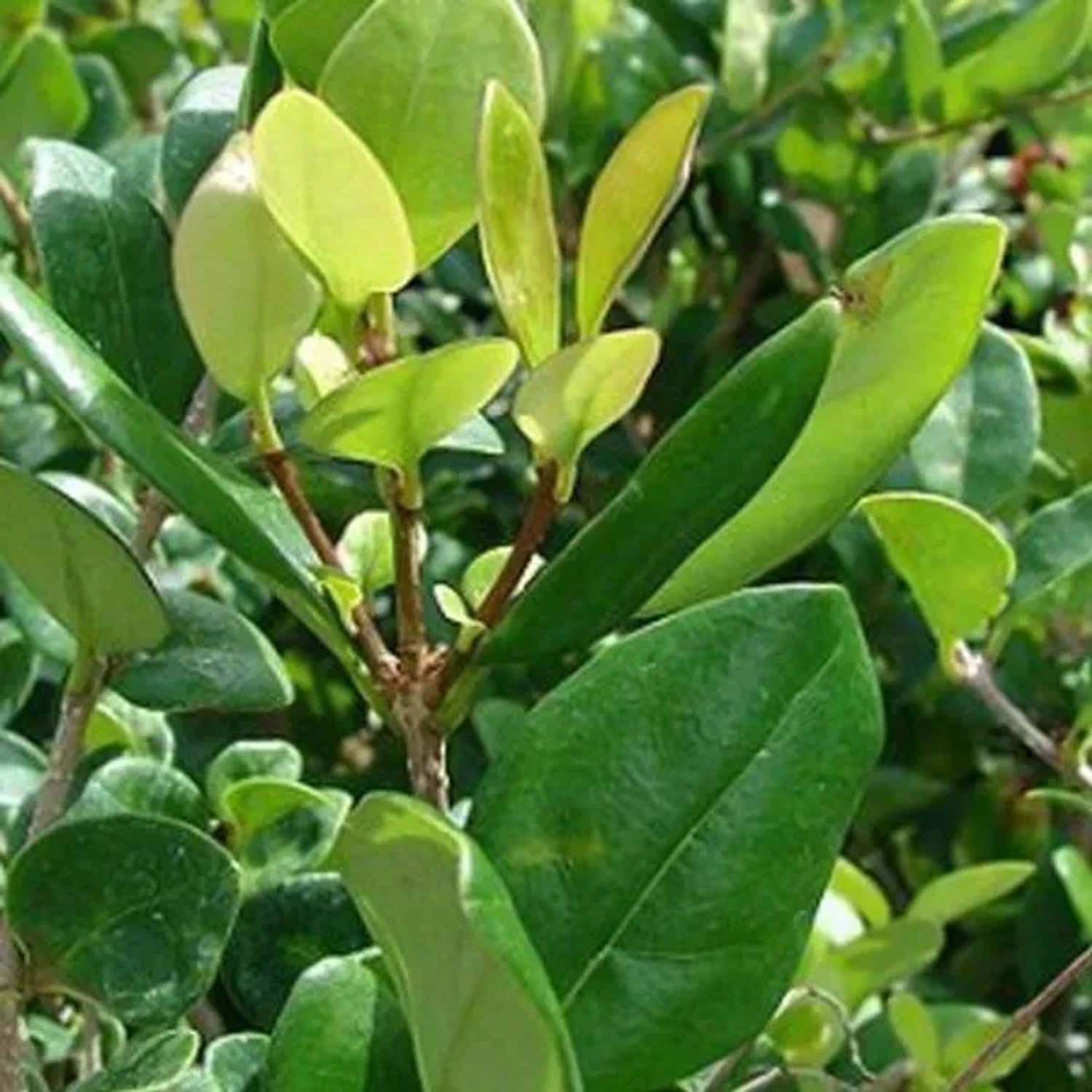 Japanischer Liguster 'Texanum' Ligustrum japonicum 30 bis 40 cm im Container Kompakt Wachsend