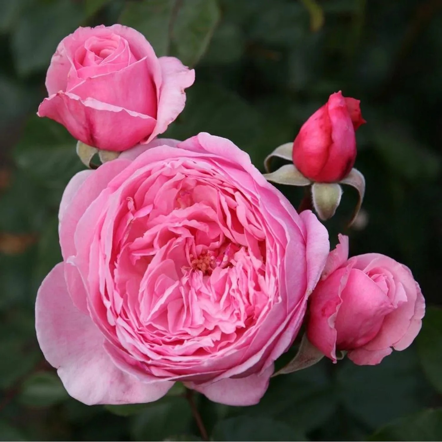 Kordes Parfuma-Rose 'Kiss Me Kate' Rosa Herrlich Duftend