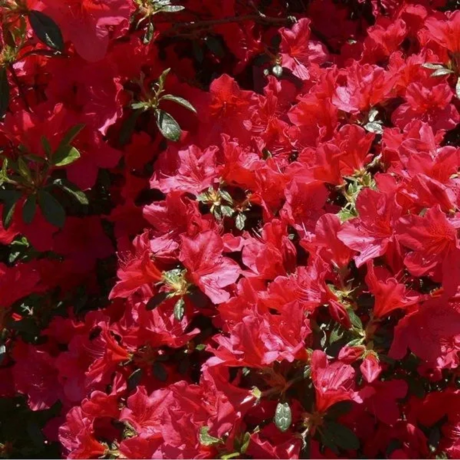 Azalee rot Azalea japonica 25 bis 30 cm im Container Für Sauren Boden