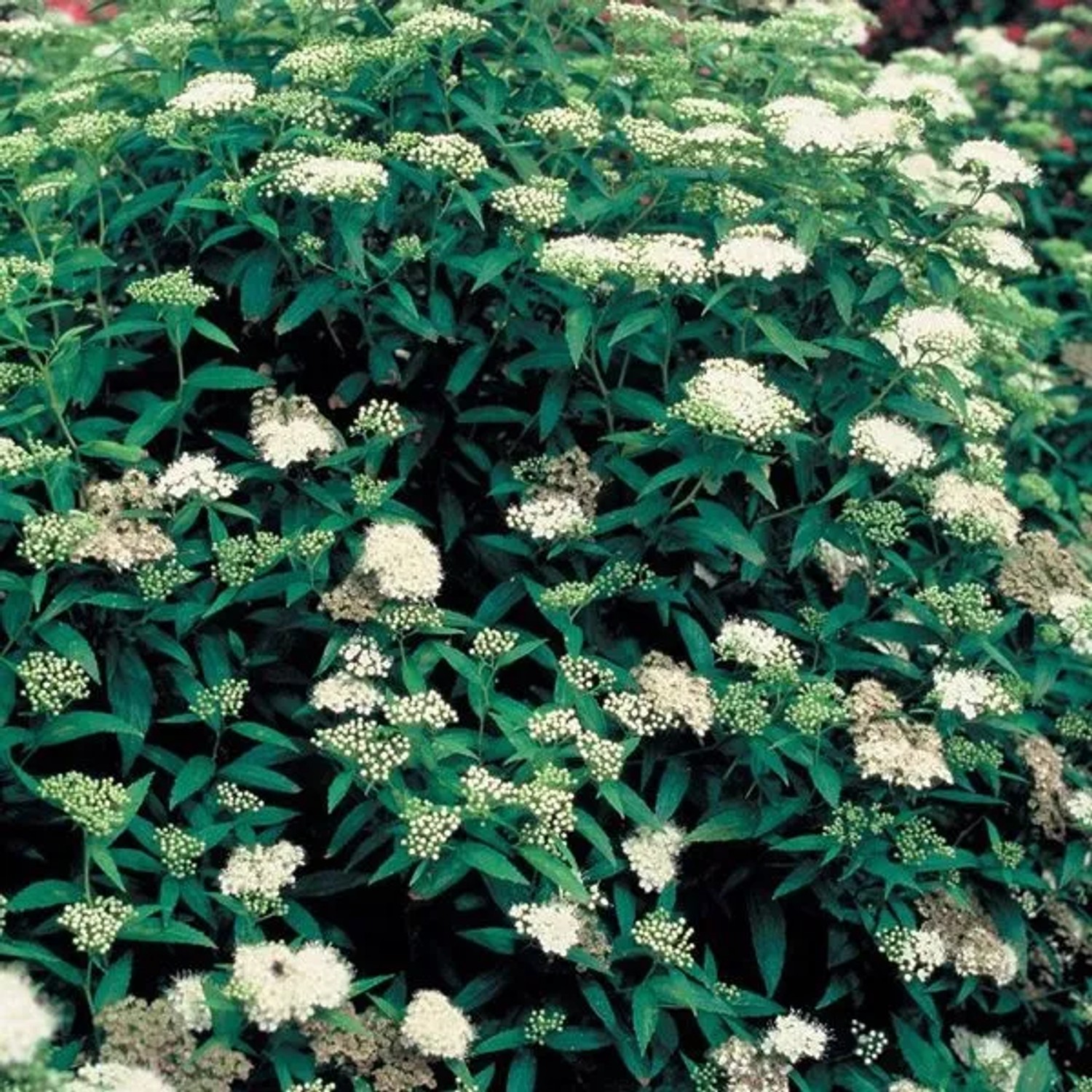 Sommerspiere 'Albiflora' Spiraea japonica 25 bis 30 cm im Container Weiß Blühend