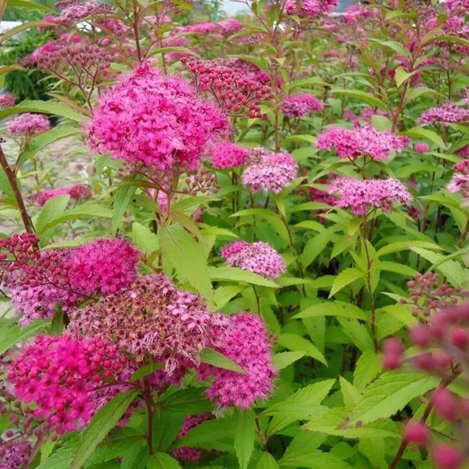 Sommerspiere 'Anthony Waterer' Spiraea japonica 40 bis 50 cm im Container Kompakt Wachsend