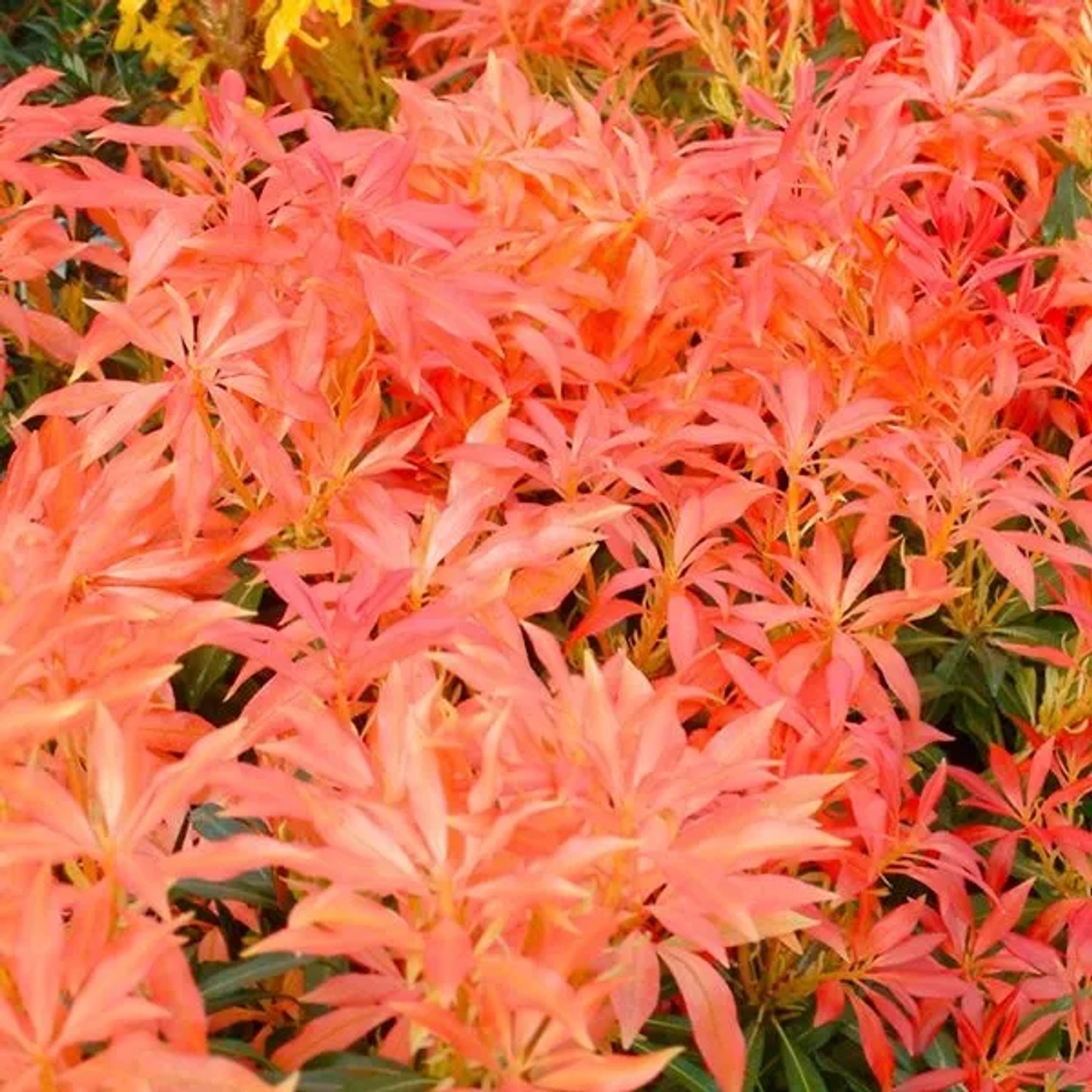 Schattenglöckchen 'Forest Flame' Pieris 20 bis 30 cm im Container Für Sauren Boden