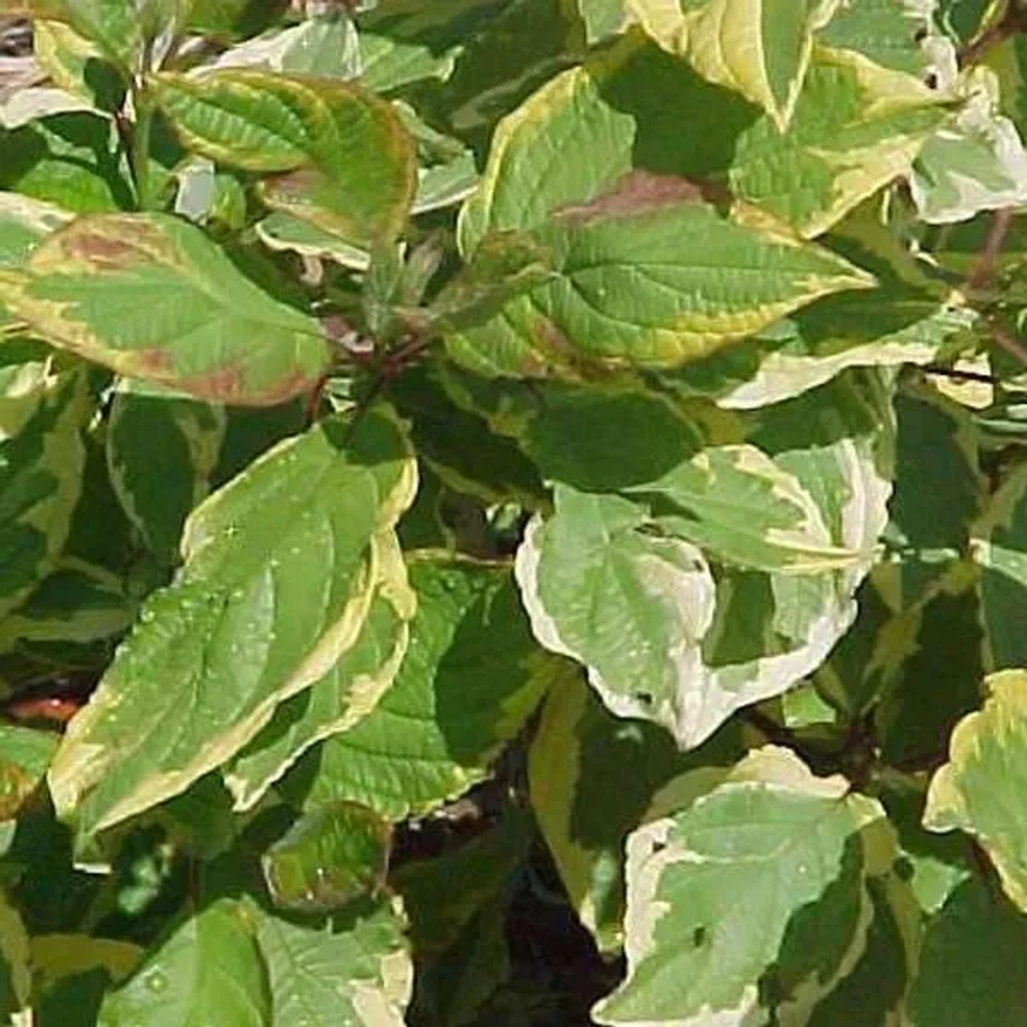 Hartriegel 'Gouchaultii' Cornus alba 60 bis 80 cm im Container Gelbgrün Panaschiert