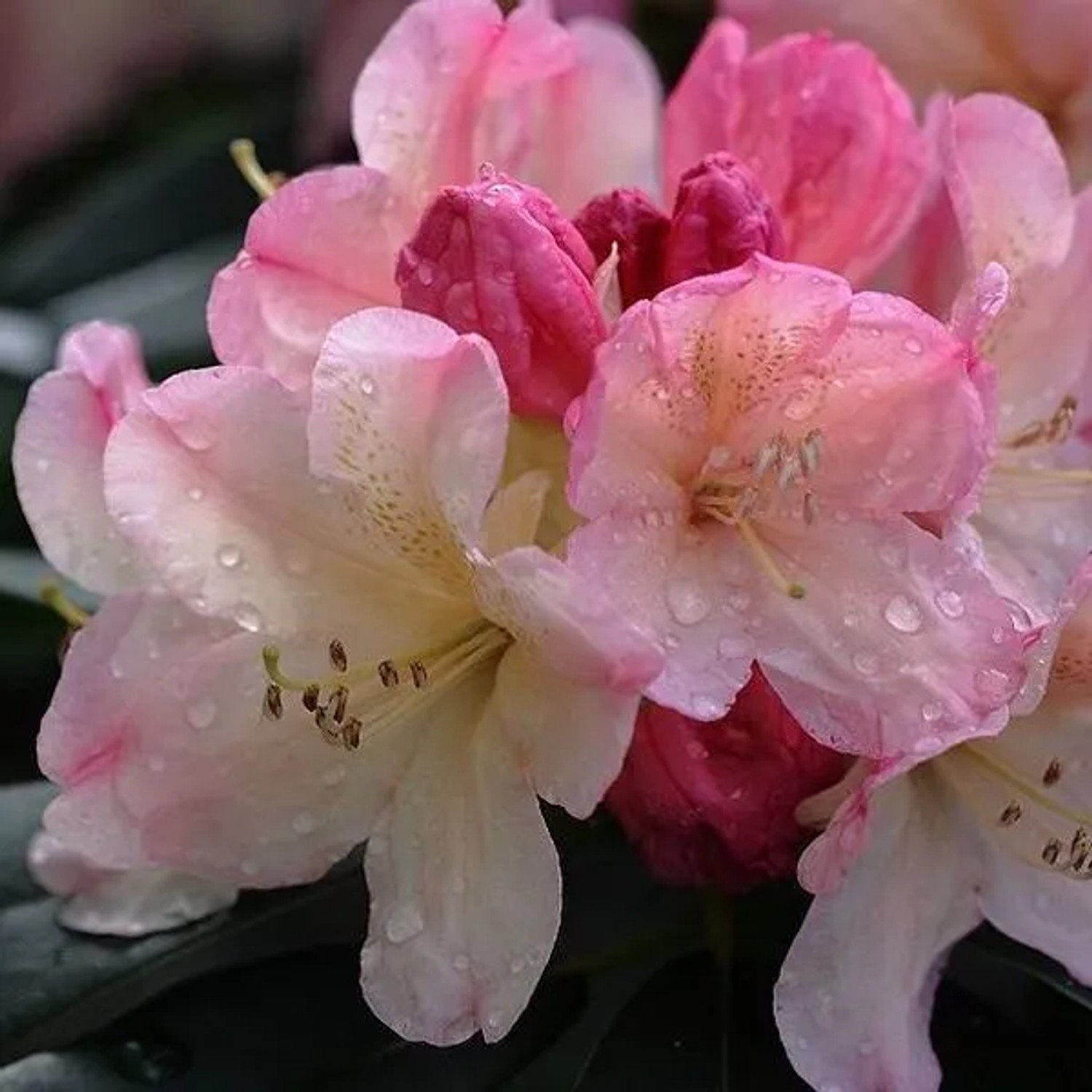 Rhododendron 'Percy Wiseman' 40 bis 50 cm im Container Für Sauren Boden