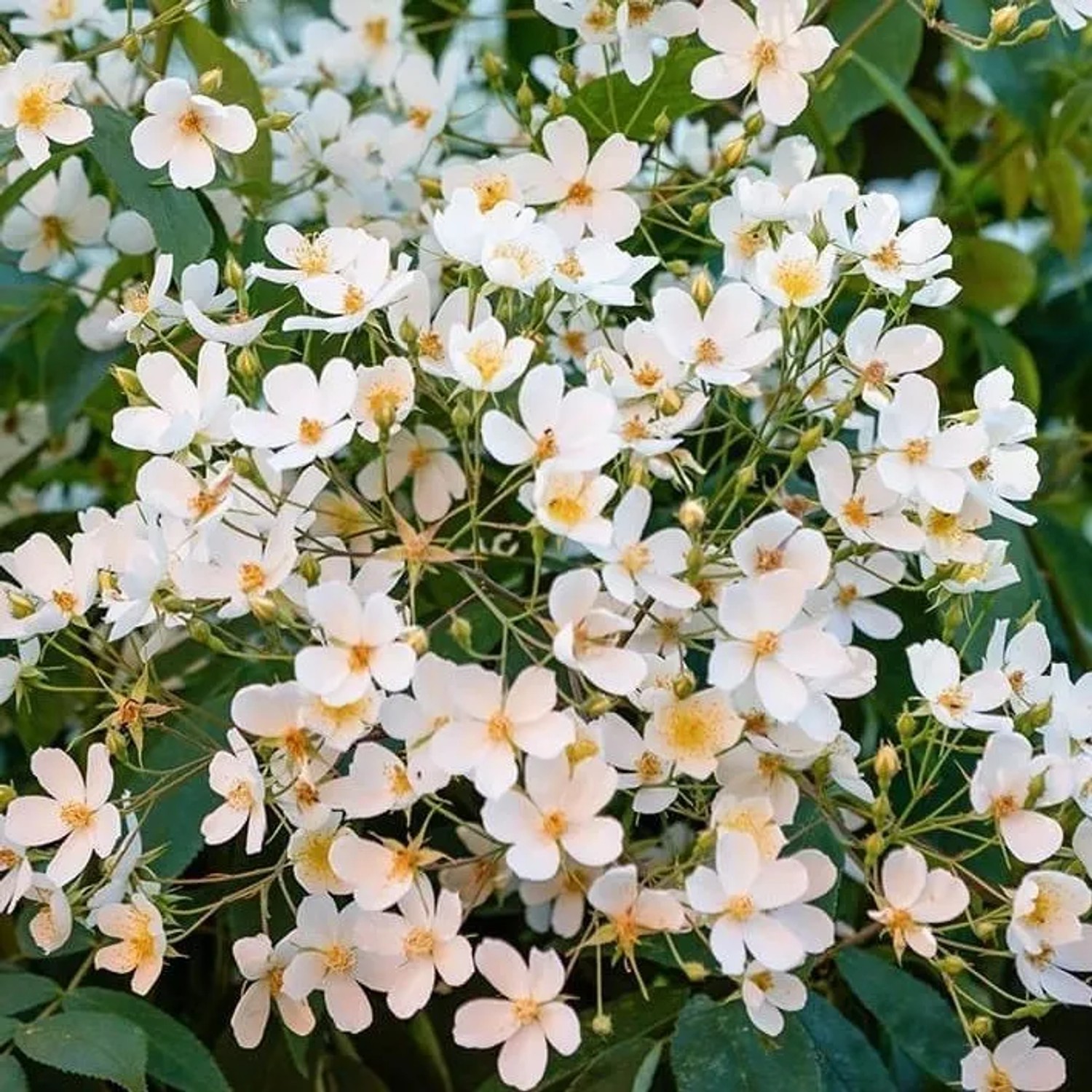 Kletterrose 'Filipes Kiftsgate' Rosa Plantofix Stark Wachsend