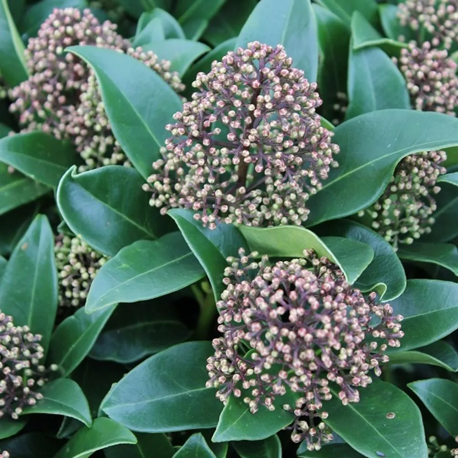 Skimmie 'Fragrant Cloud' Skimmia japonica 30 bis 35 cm im Container Kompakt Wachsend