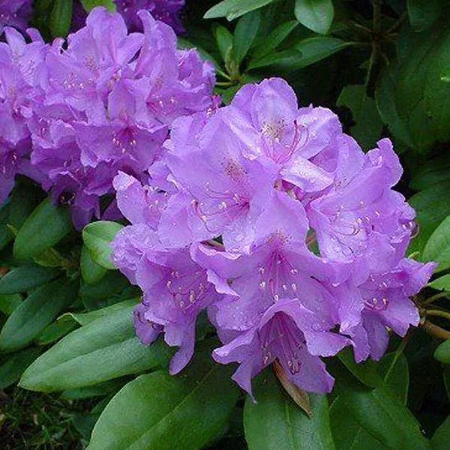 Rhododendron 'Catawbiense Grandiflorum' 40 bis 50 cm im Container Für Sauren Boden