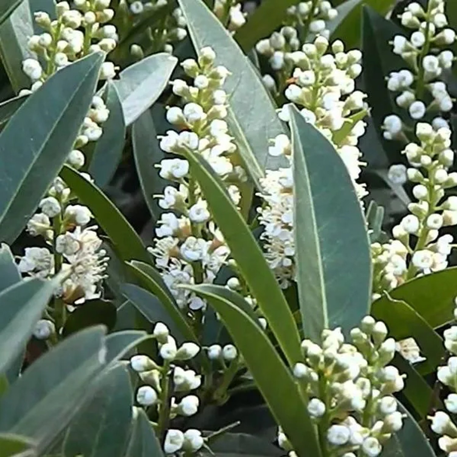 Kirschlorbeer 'Otto Luyken' Prunus,aurocerasus 30 bis 40 cm im Container Kompakt Wachsend