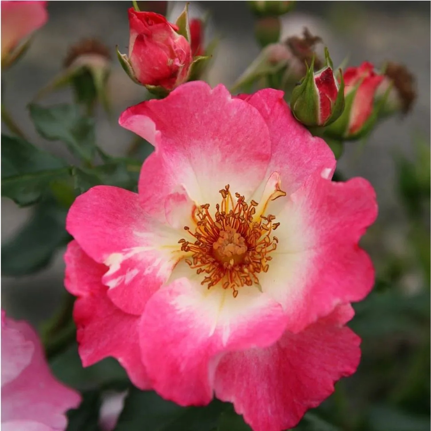 Nektarrose 'Dolomiti' Rosa Kordes Plant-O-fix Rosa Blüten