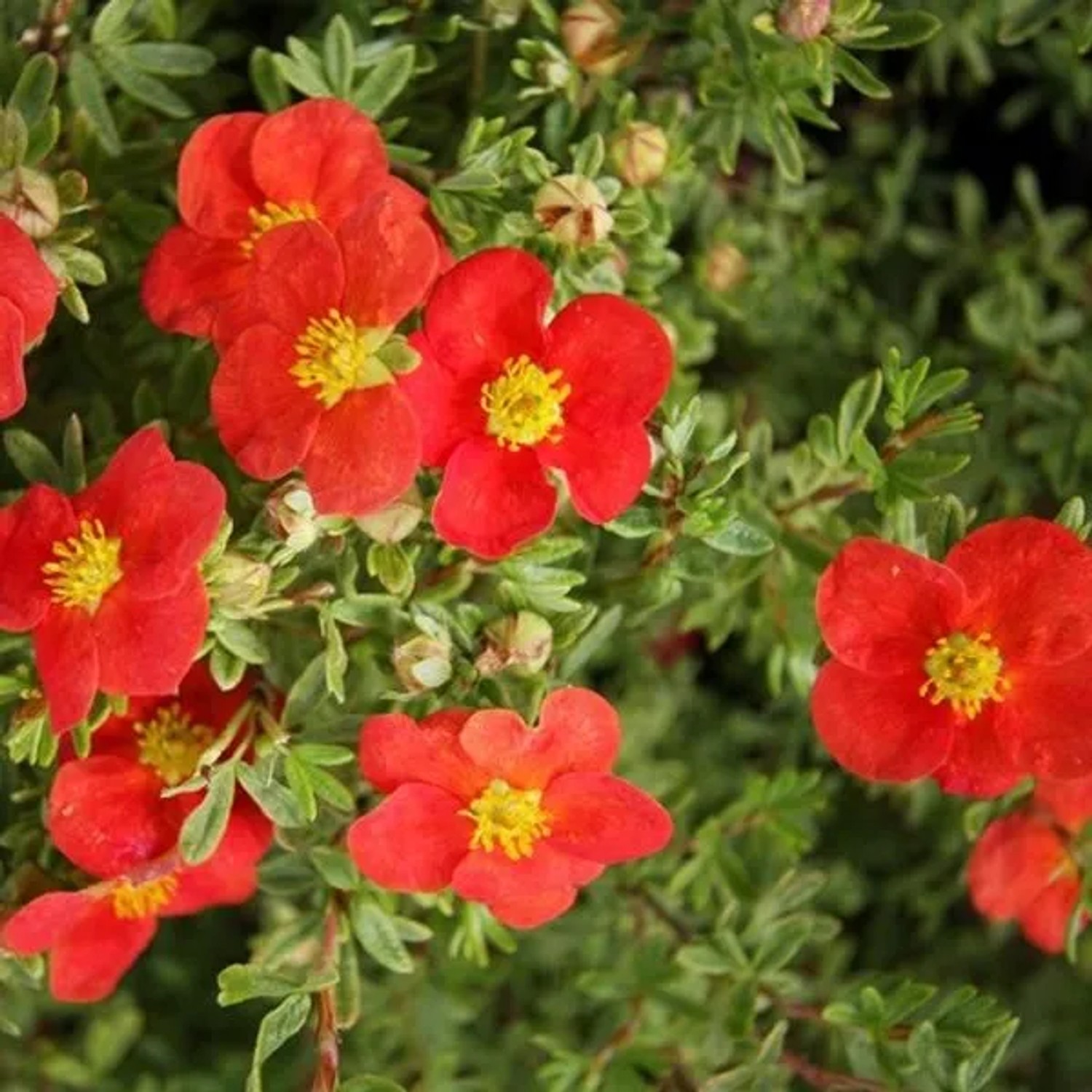 Fingerstrauch 'Marian Red Robin' Potentilla fruticosa 25 bis 30 cm im Container Kompakt Wachsend