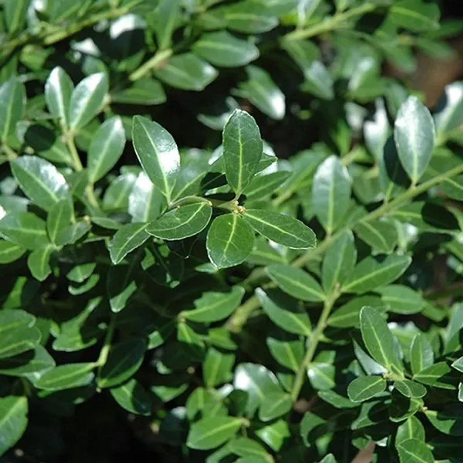 Japanische Stechpalme 'Green Lustre' Ilex crenata 25 bis 30 cm im Container Glänzendes Dunkelgrünes Laub