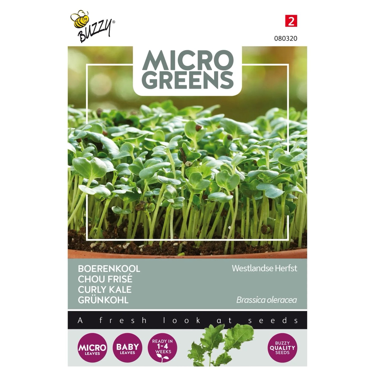 Microgreens Grünkohl 'Westländer Halbhoher' Saatgut Circa 1 g Schnell Erntebereit