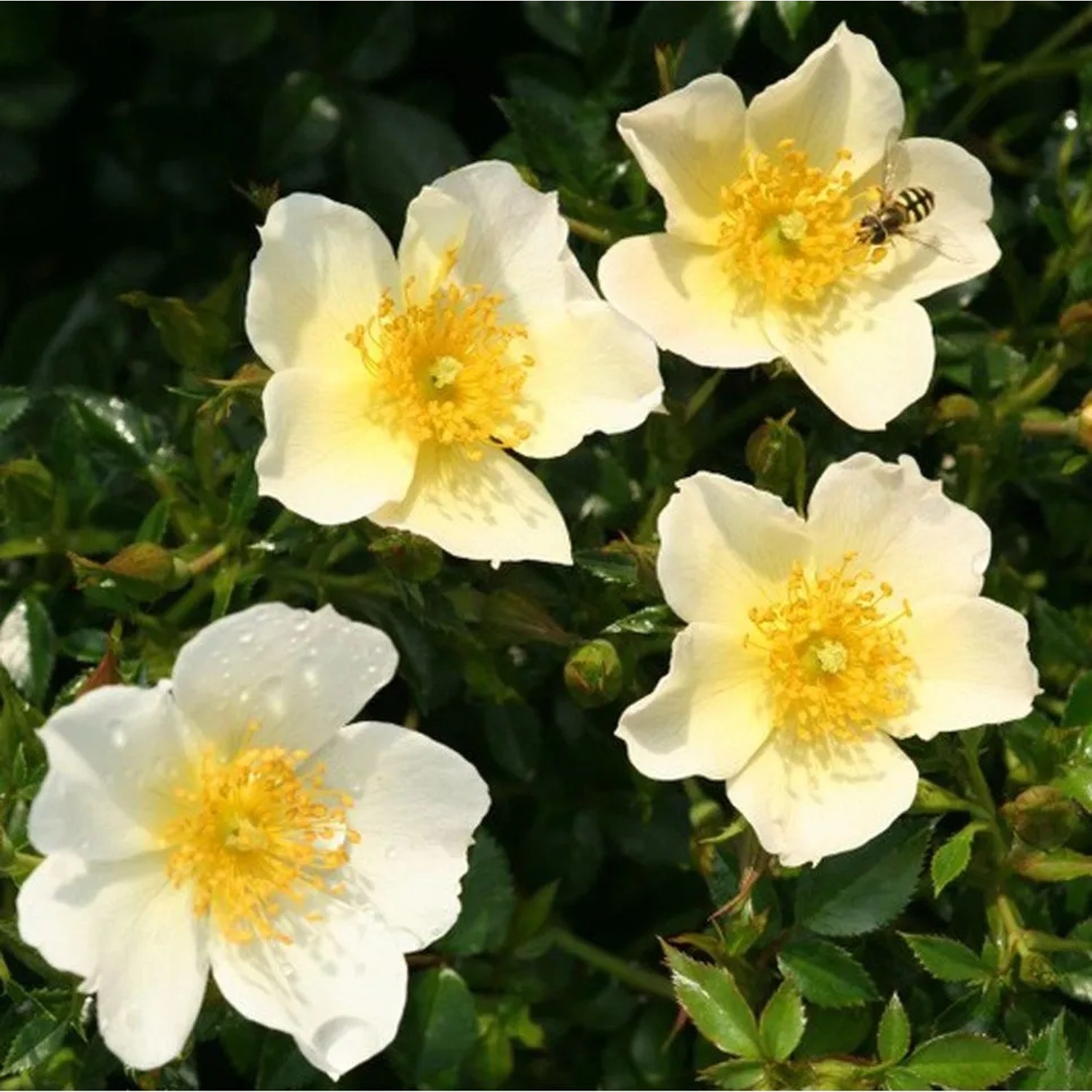 Rosa 'Sonnenröschen' Kordes Nektarrose Plant-O-fix Lange Blütezeit