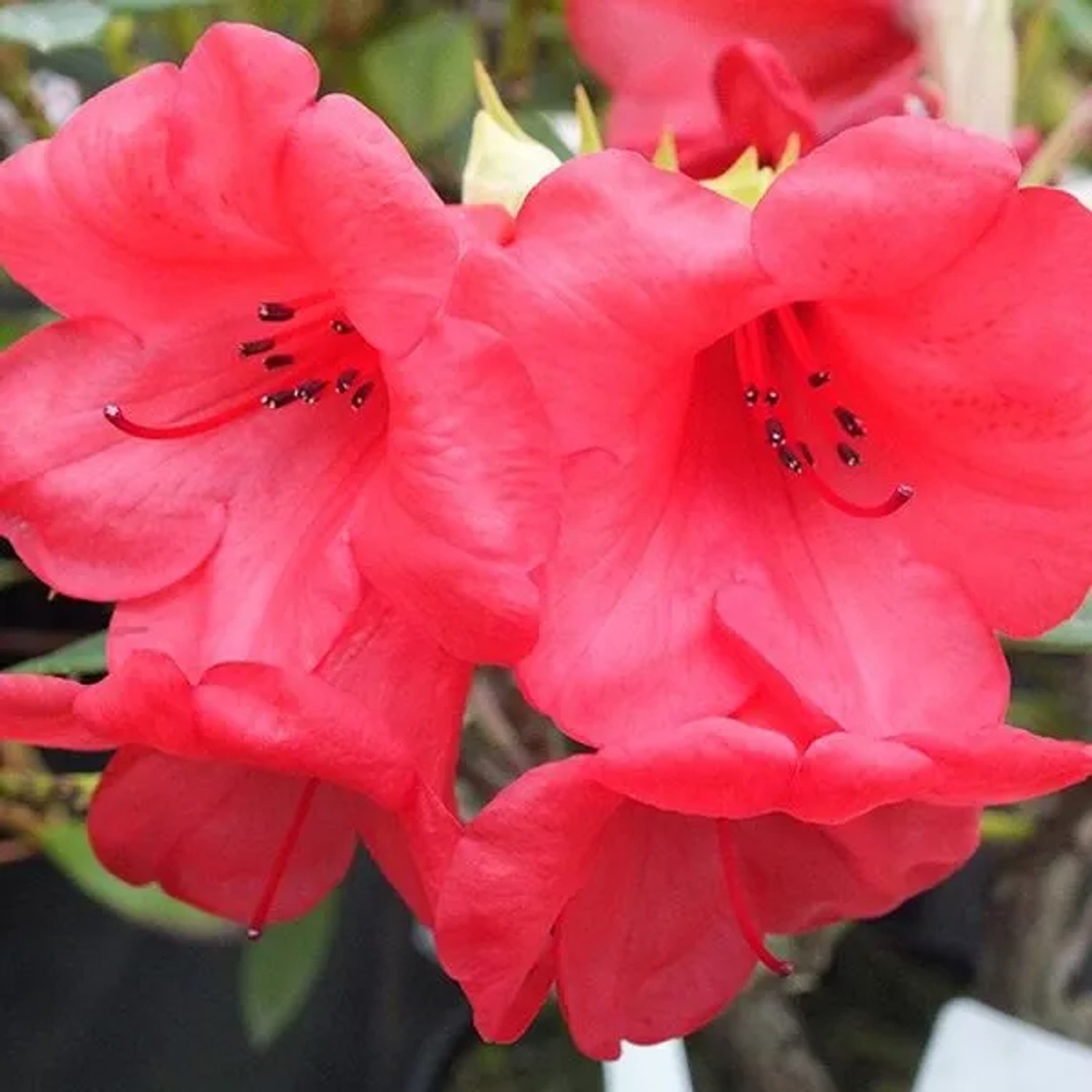 Rhododendron 'Elizabeth' 20 bis 30 cm im Container Für Sauren Boden