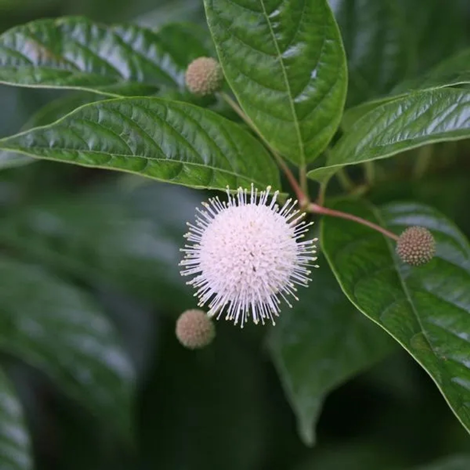 Knopfbusch Cephalanthus occidentalis 30 bis 40 cm im Container Für Feuchte Standorte