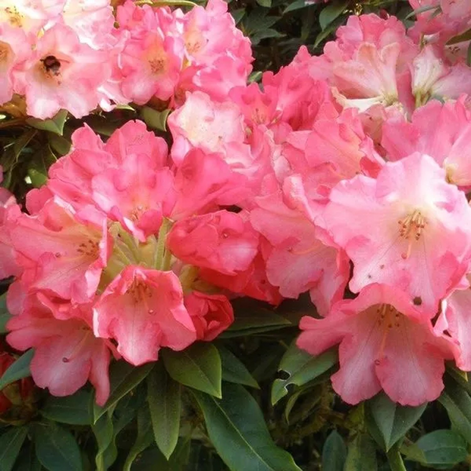 Rhododendron 'Surrey Heath' 25 bis 30 cm im Container Für Sauren Boden