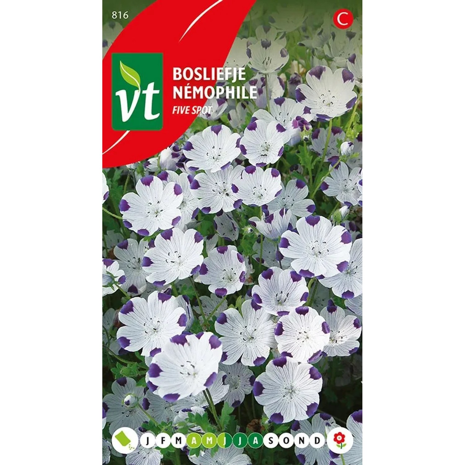 Baby Blue Eyes Fünffleckblume Samen Circa 0,75 g Weiße Blüten mit Violetten Punkten