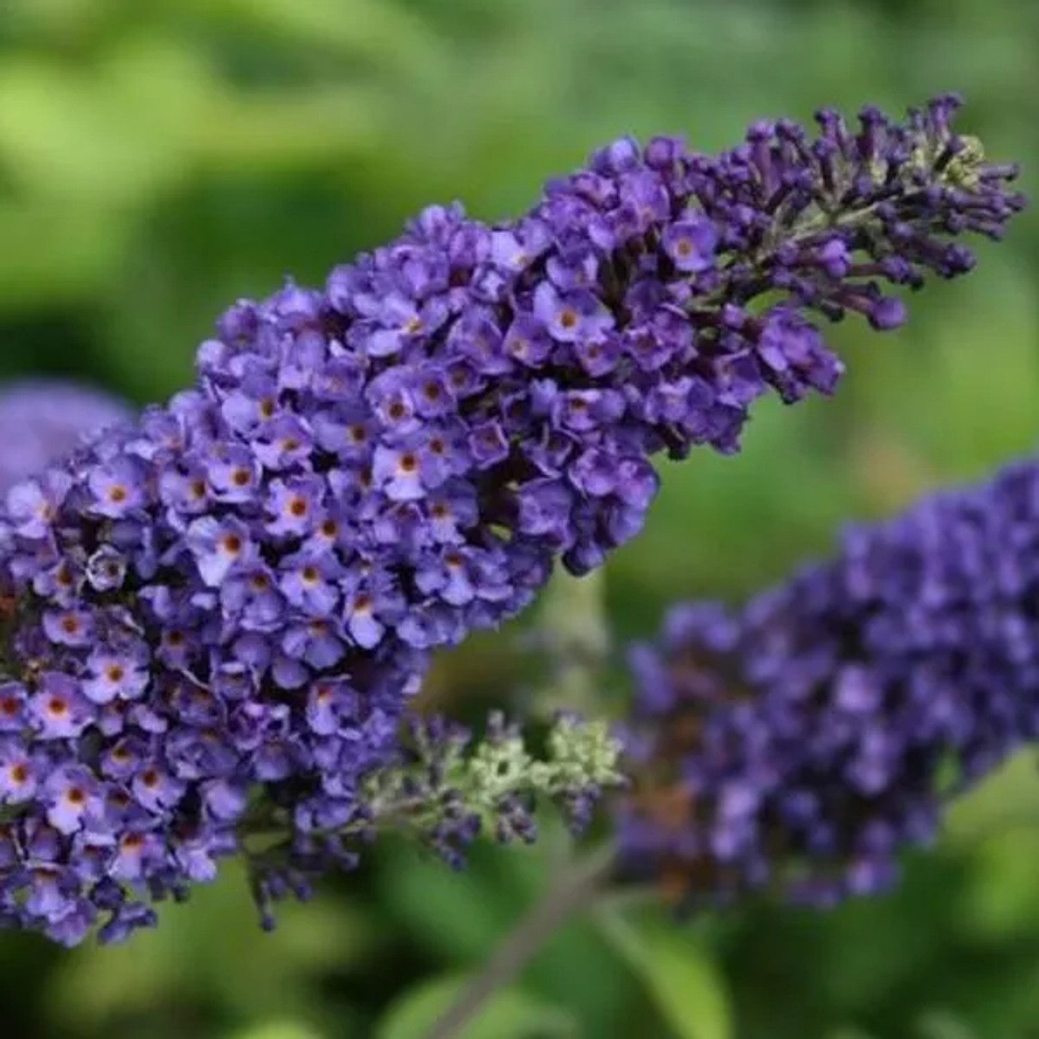 Sommerflieder 'Empire Blue' Buddleja davidii 40 bis 60 cm im Container Blau Blühend
