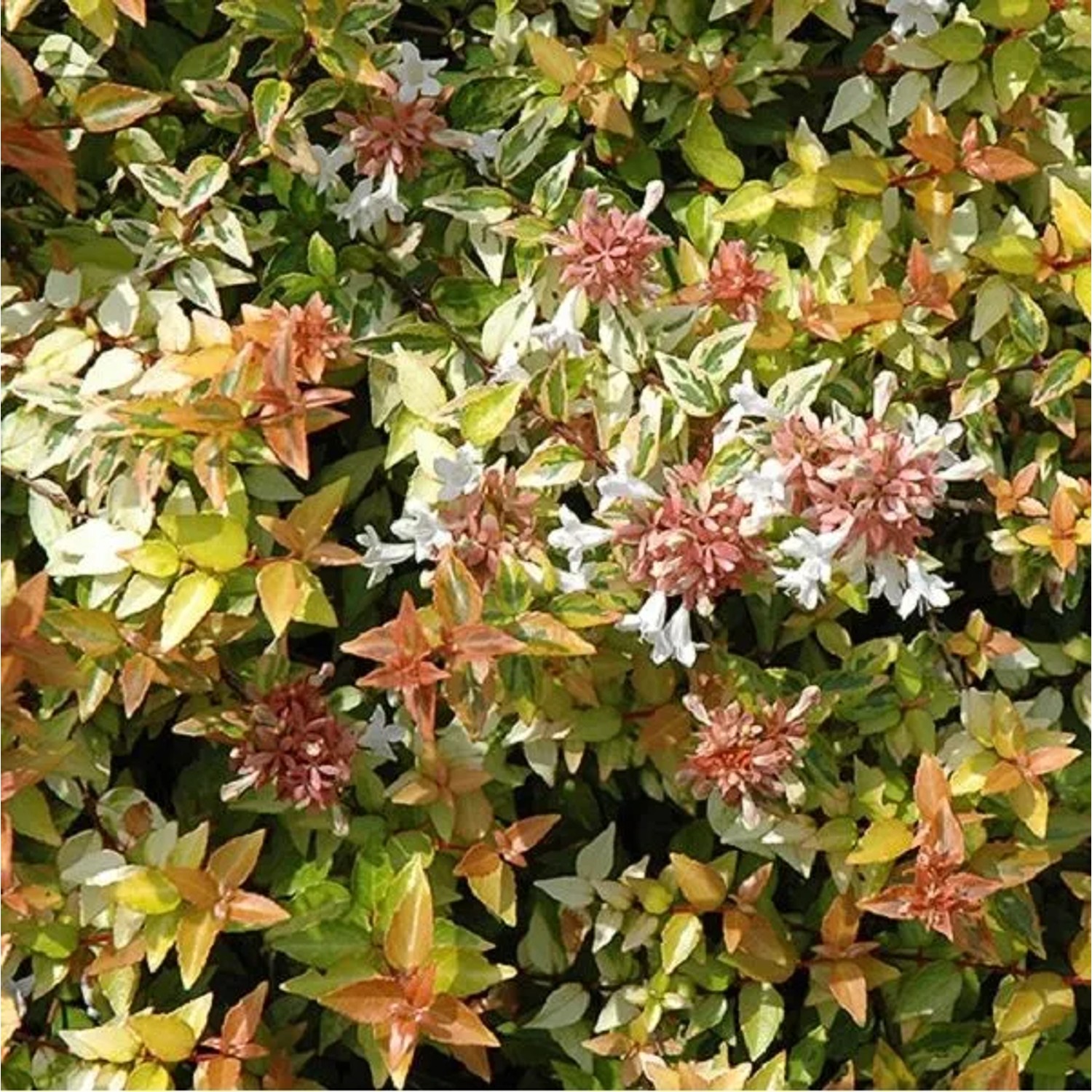 Abelie 'Kaleidoscope' Abelia grandiflora 25 bis 30 cm im Container Kompakt Wachsend