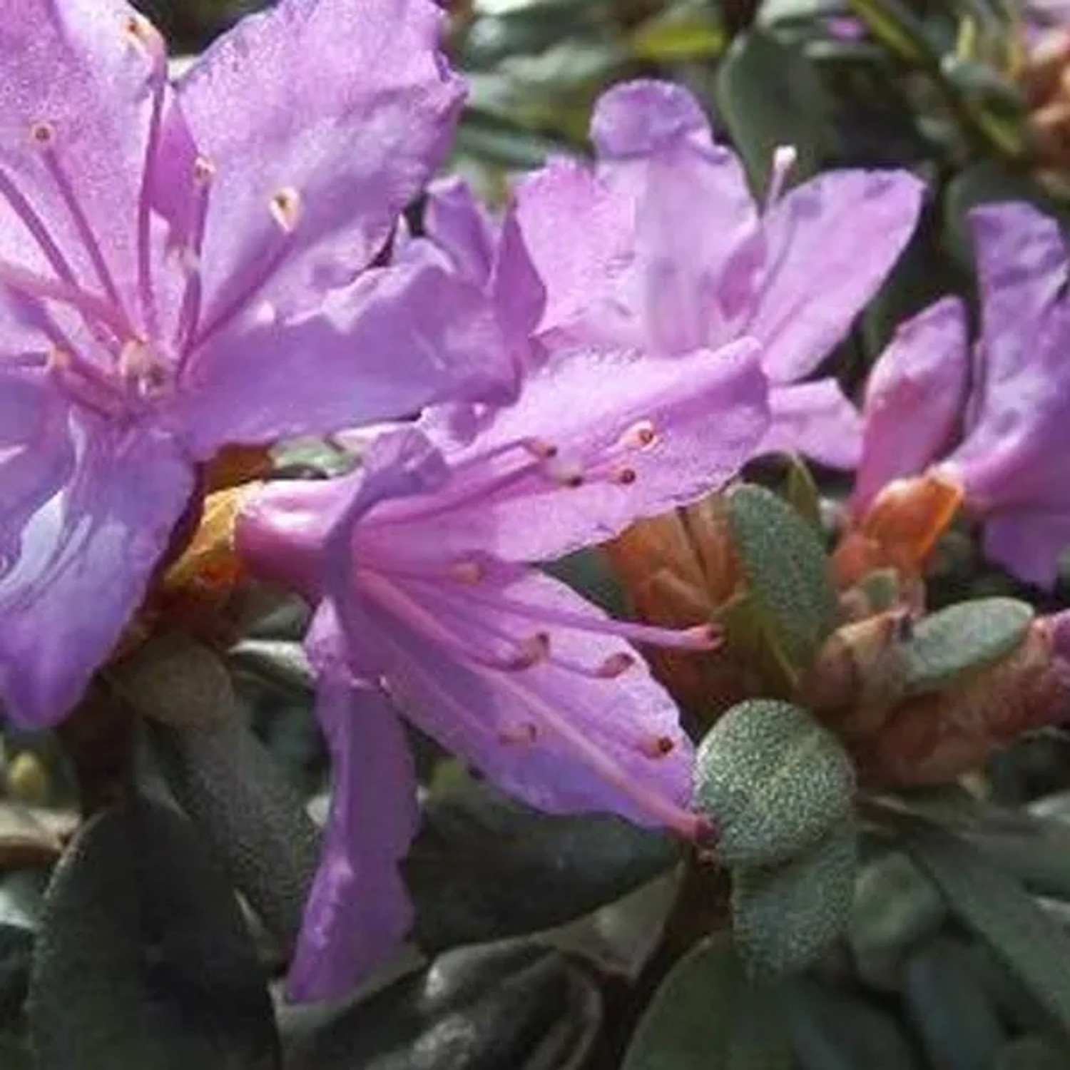 Rhododendron 'Blue Tit' 20 bis 30 cm im Container Für Sauren Boden