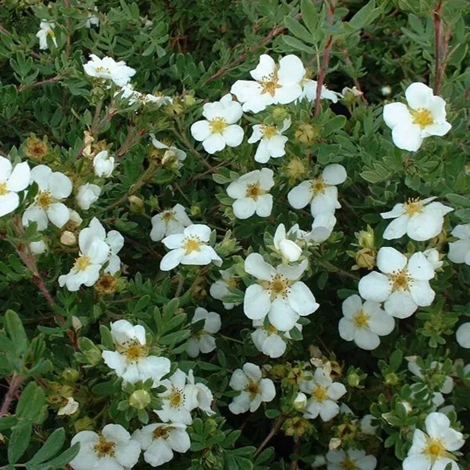 Fingerstrauch 'Abbotswood' Potentilla fruticosa 25 bis 30 cm im Container Weiß Blühend