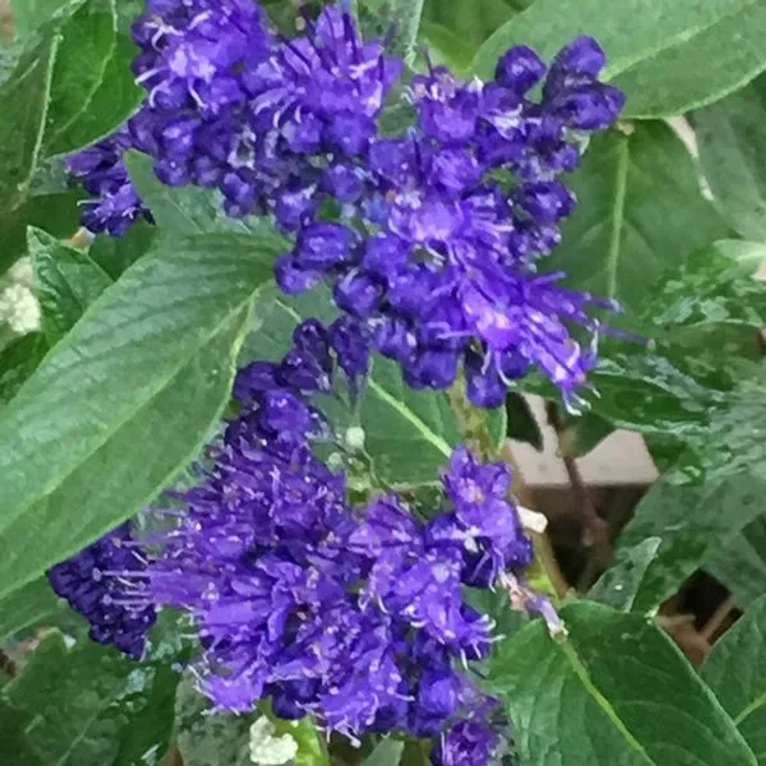 Bartblume 'Heavenly Blue' Caryopteris clandonensis 50 bis 60 cm im Container Blaue Blüten