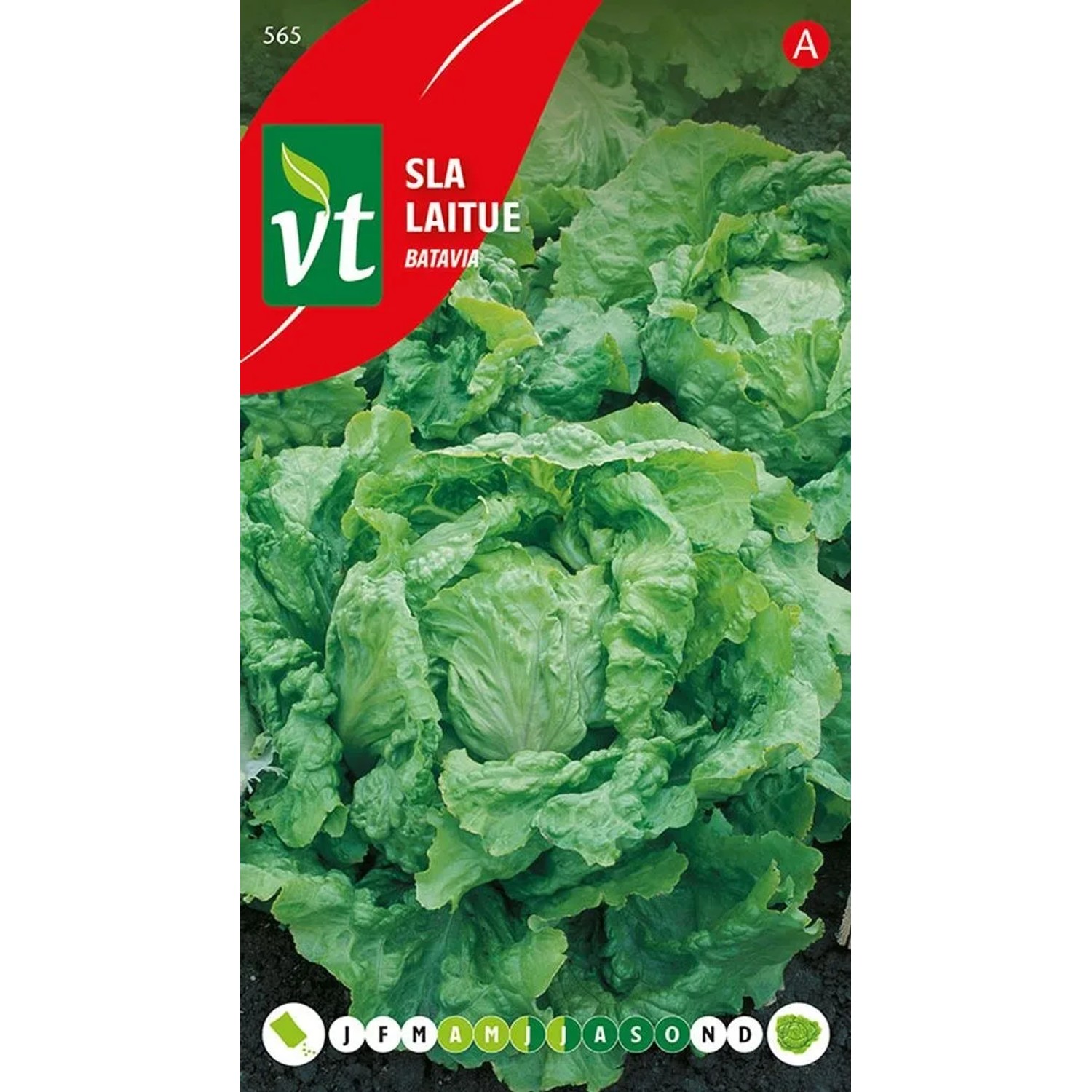 Kopfsalat Batavia Samen Circa 3 grKnackige und Saftige Blätter