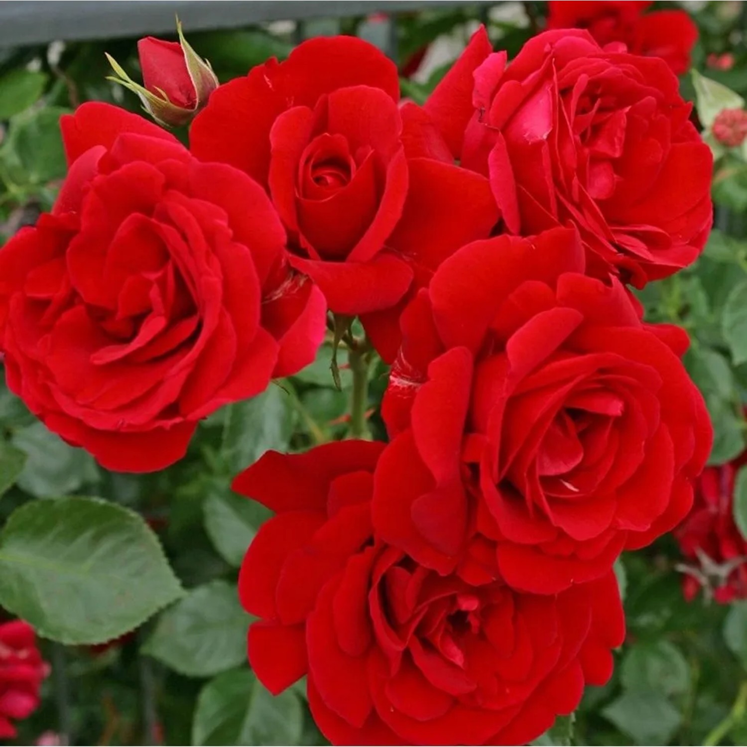 Kletterrose 'Sympathie' Rosa Plantofix Große Dunkelrote Blüten