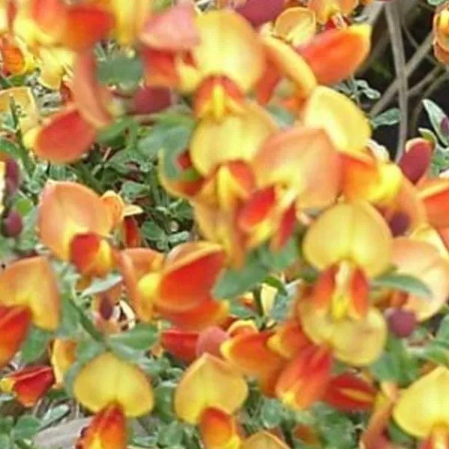 Ginster 'Lena' Cytisus 40 bis 60 cm im Container Kompakt Wachsend