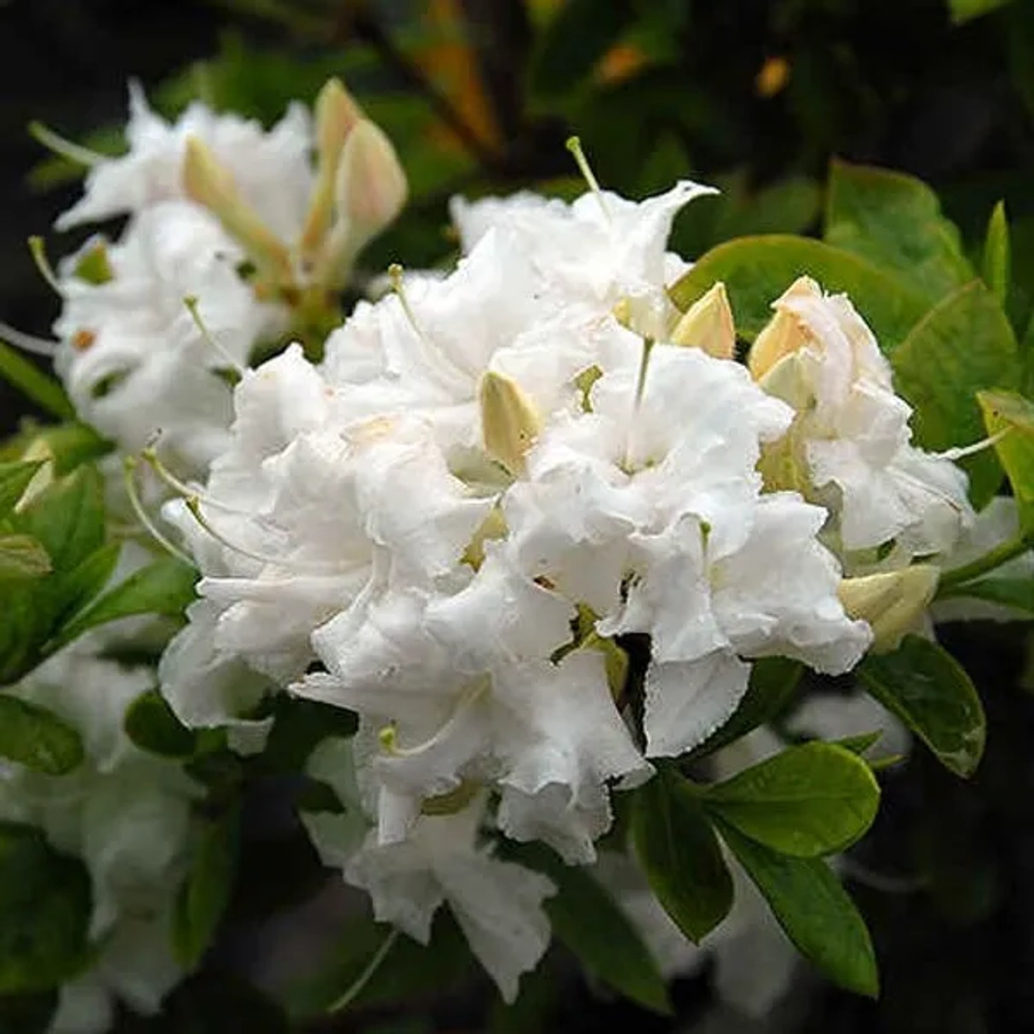 Azalee Weiß Azalea Knaphill 60 bis 80 cm im Container Für Sauren Boden