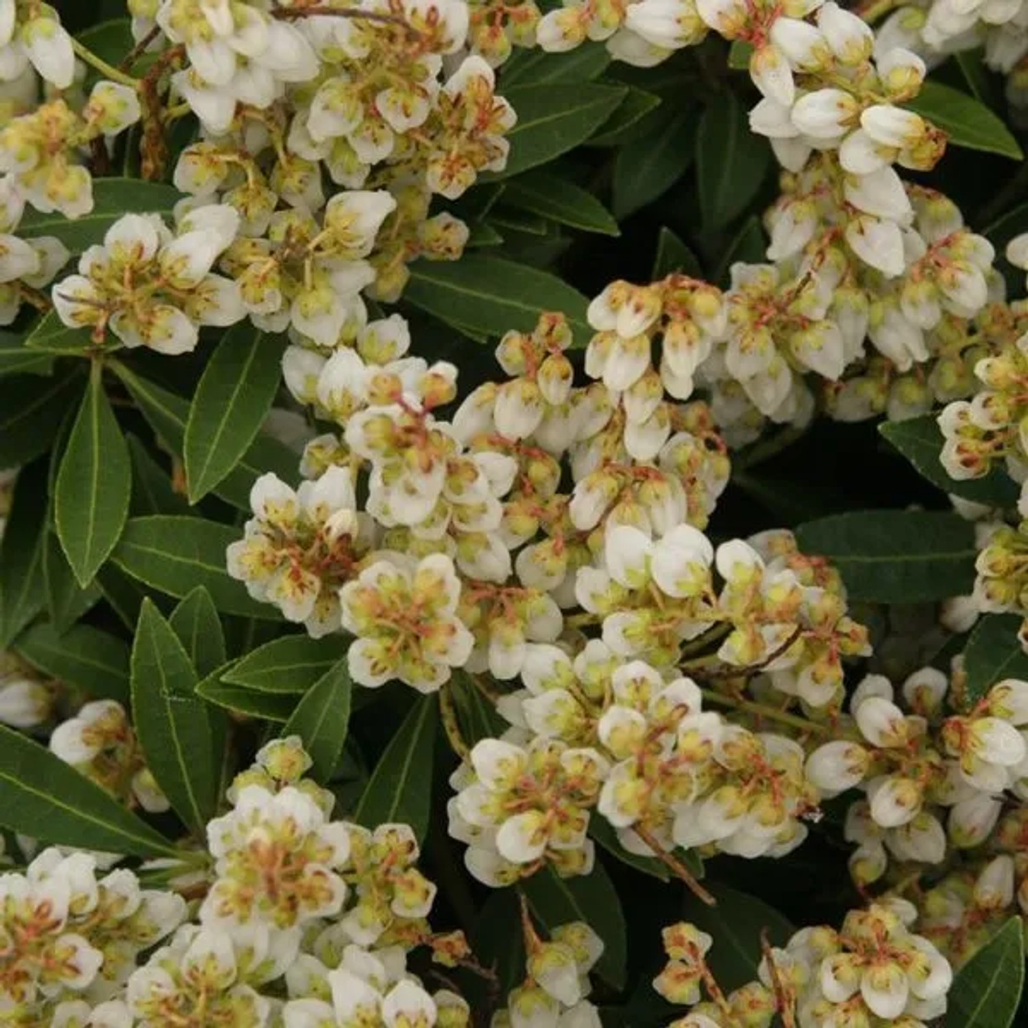 Schattenglöckchen 'Sarabande' Pieris japonica 20 bis 30 cm im Container Für Sauren Boden