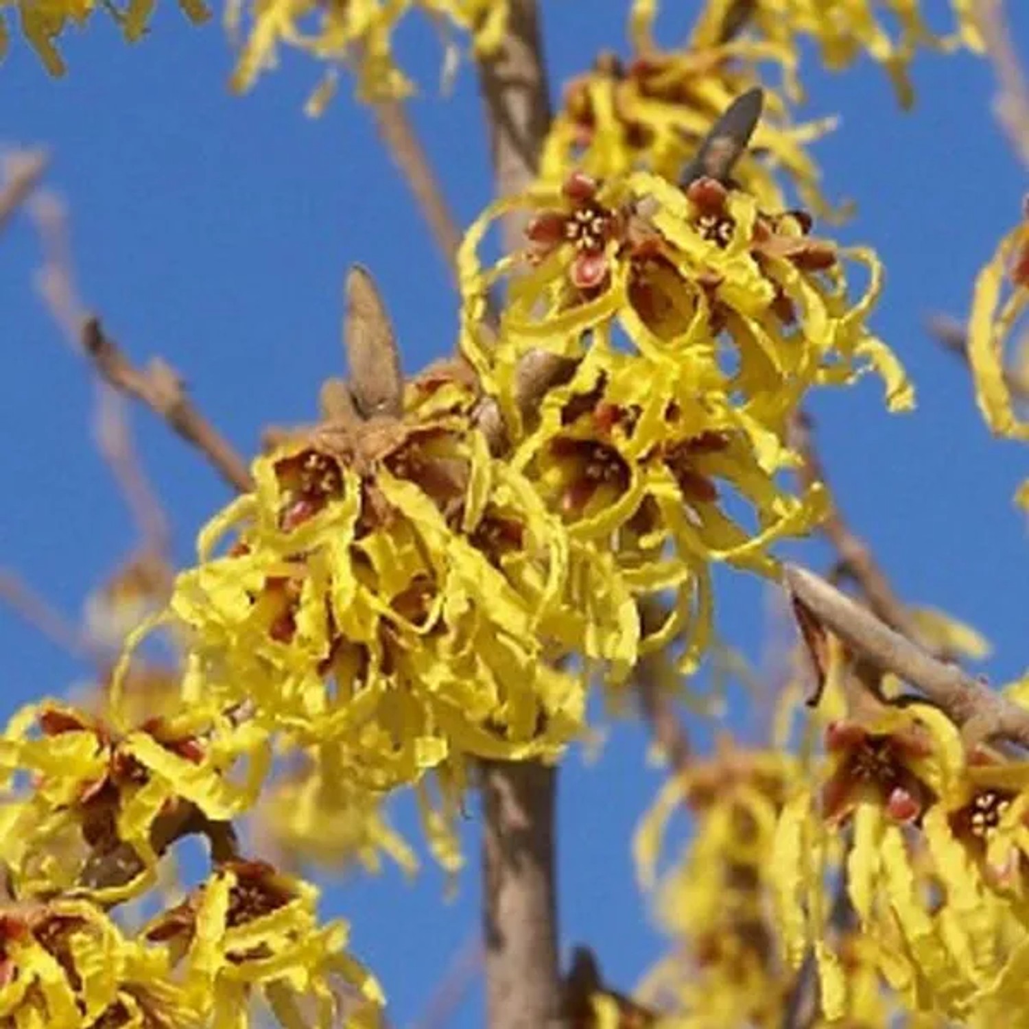 Zaubernuss 'Arnold Promise' Hamamelis intermedia 40 bis 60 cm im Container Gelbe Blüten