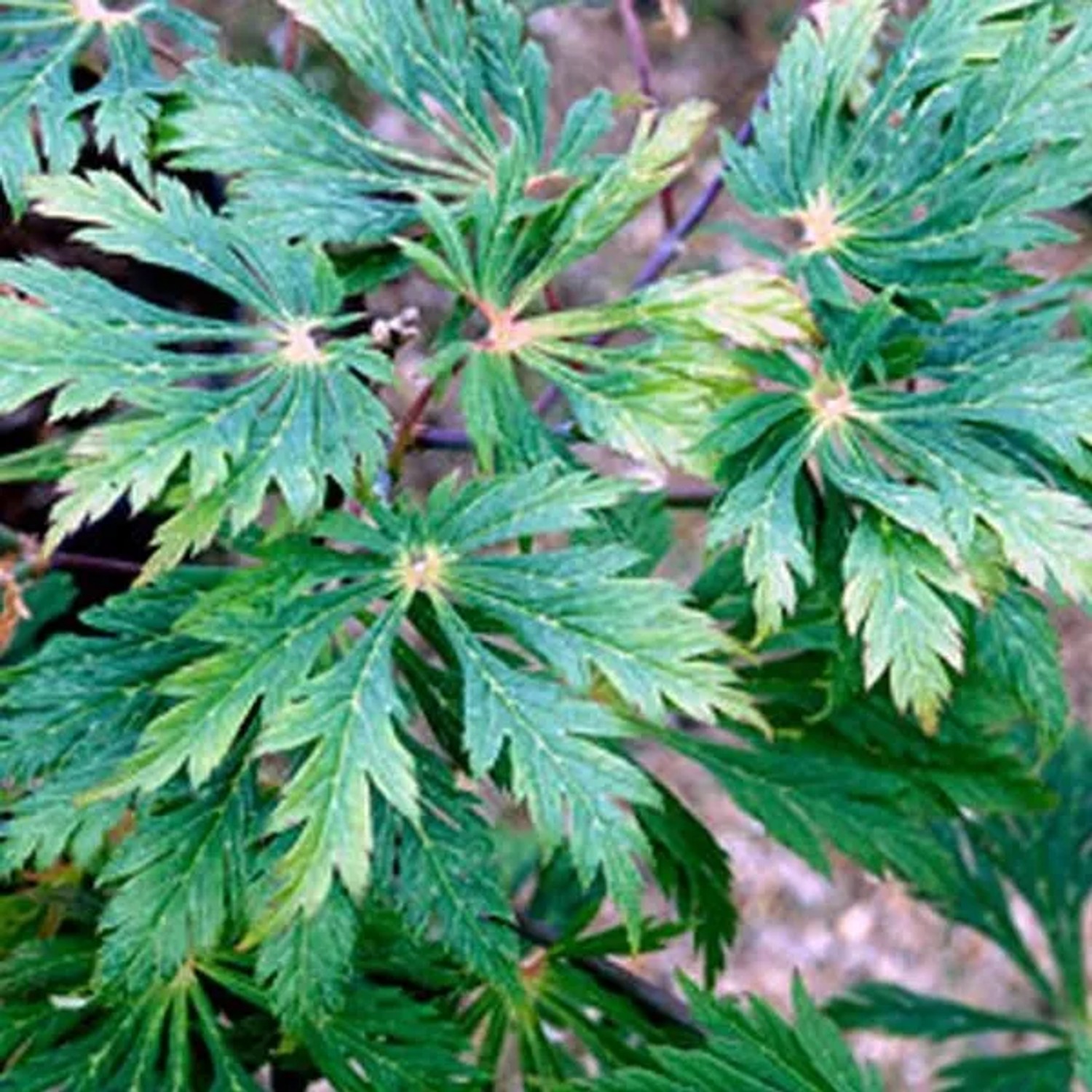 Japanischer Ahorn 'Aconitifolium' Acer japonicum 40 bis 50 cm im Container Tief Geschlitztes Blatt