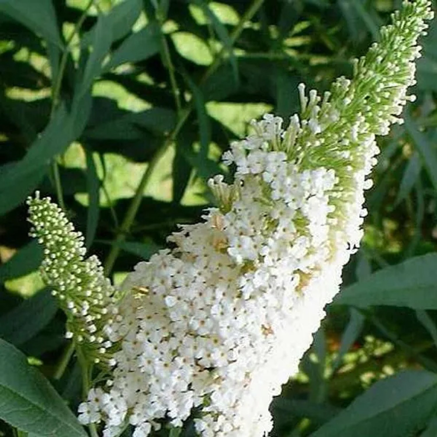 Sommerflieder 'White Profusion' Buddleja davidii 40 bis 60 cm im Container Weiß Blühend