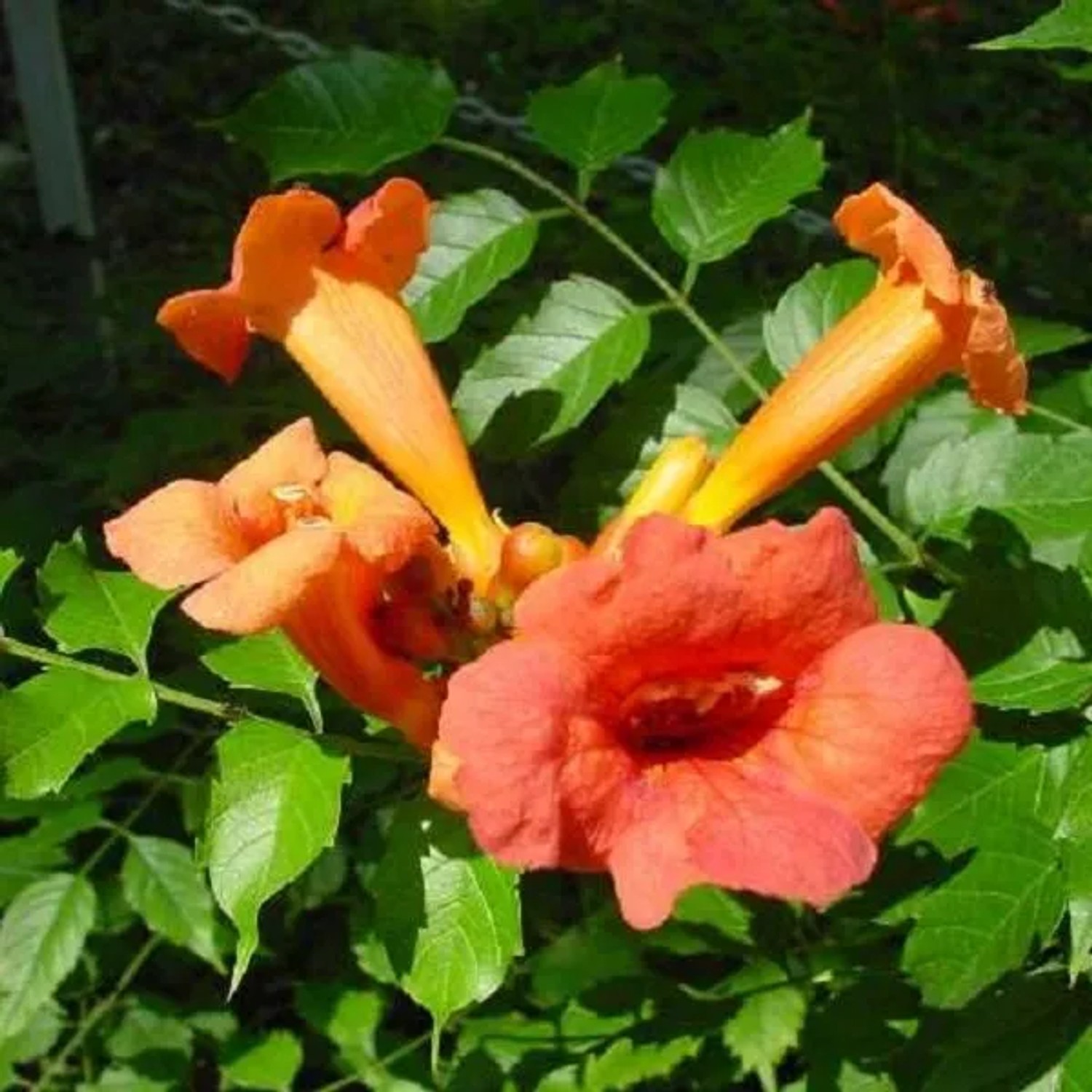 Trompetenblume 'Flamenco' Campsis Radicans 50 bis 60 cm im Container Für Geschützte Standorte