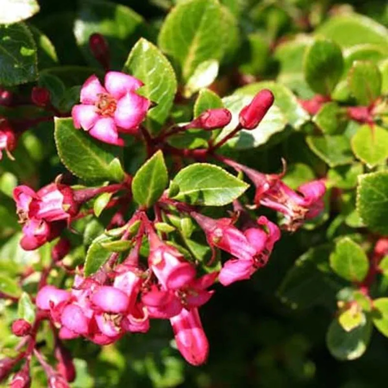 Andenstrauch 'Red Dream' Escallonia 20 bis 25 cm im Container Kompakt Wachsend