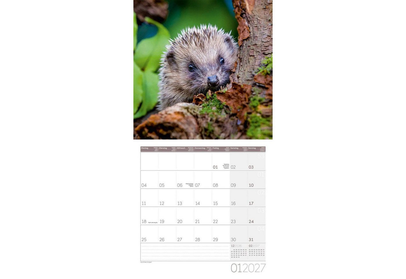 Ackermann Wandkalender Igel Kalender 2027 - 30x30 - Art12