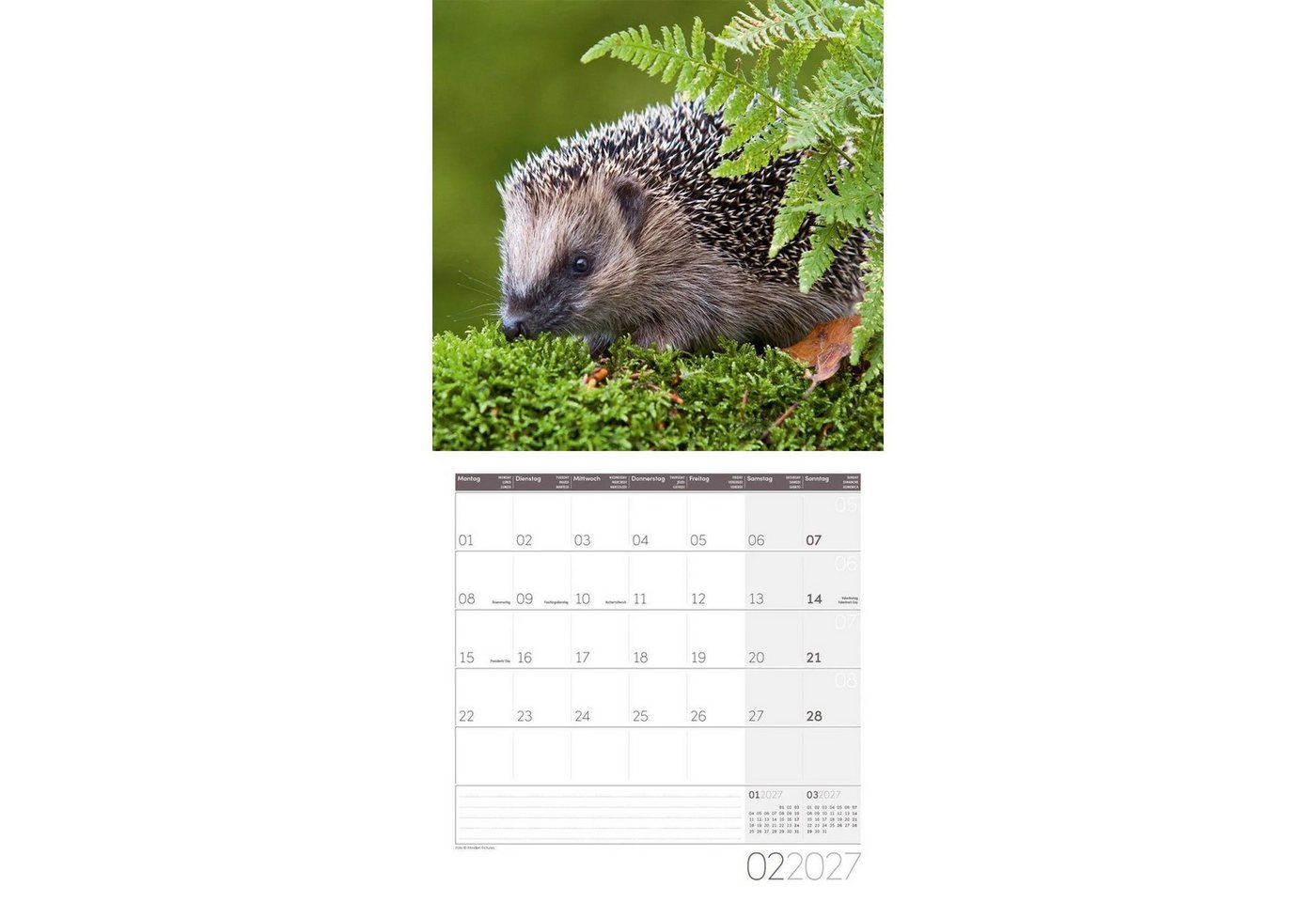 Ackermann Wandkalender Igel Kalender 2027 - 30x30 - Art12 Bild 2