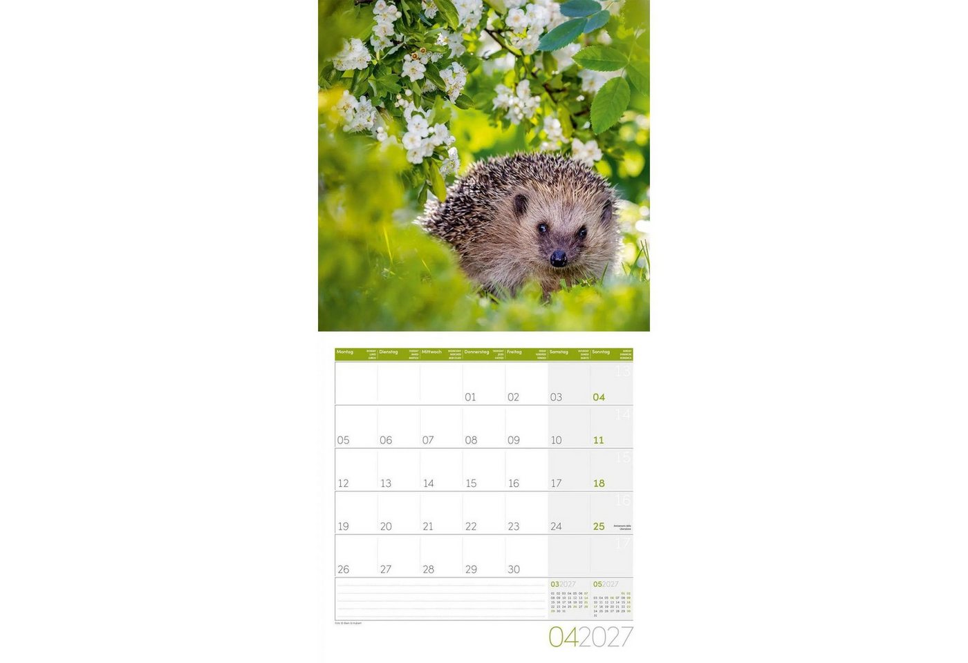 Ackermann Wandkalender Igel Kalender 2027 - 30x30 - Art12 Bild 3