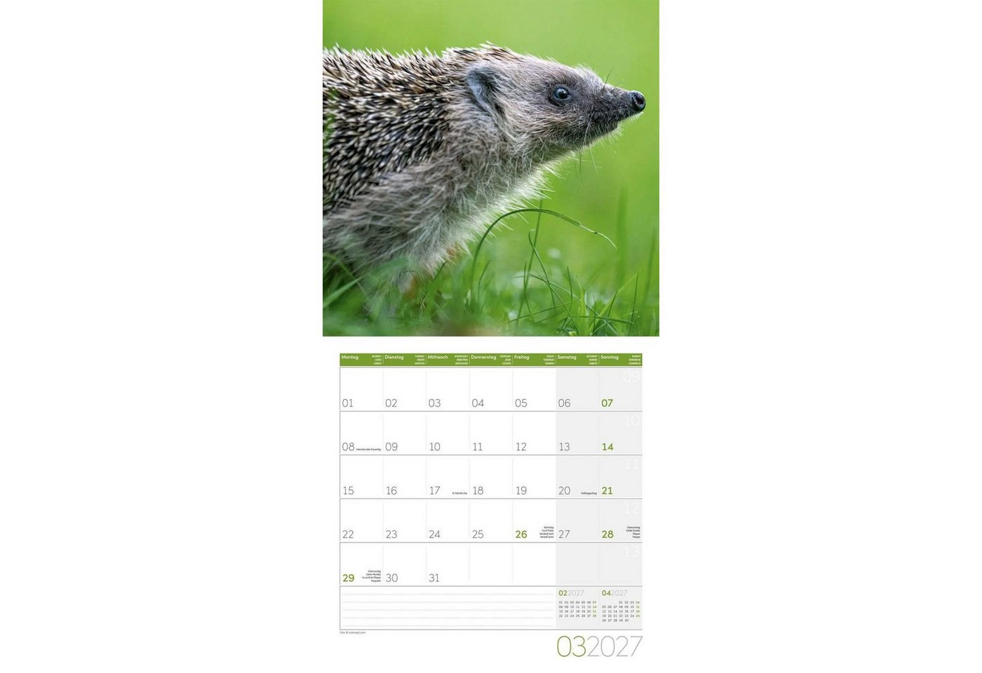 Ackermann Wandkalender Igel Kalender 2027 - 30x30 - Art12 Bild 4