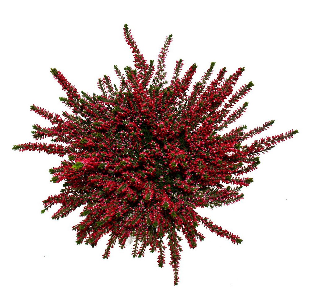 Exotenherz Beetpflanze Calluna vulgaris 6er Set Besenheide Heidepflanze winterhart 11cm Topf