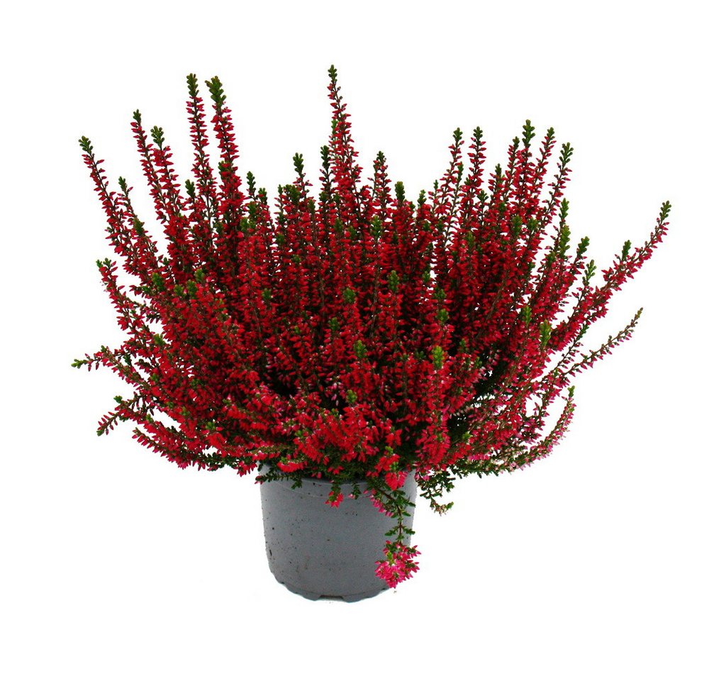 Exotenherz Beetpflanze Calluna vulgaris 6er Set Besenheide Heidepflanze winterhart 11cm Topf Bild 2