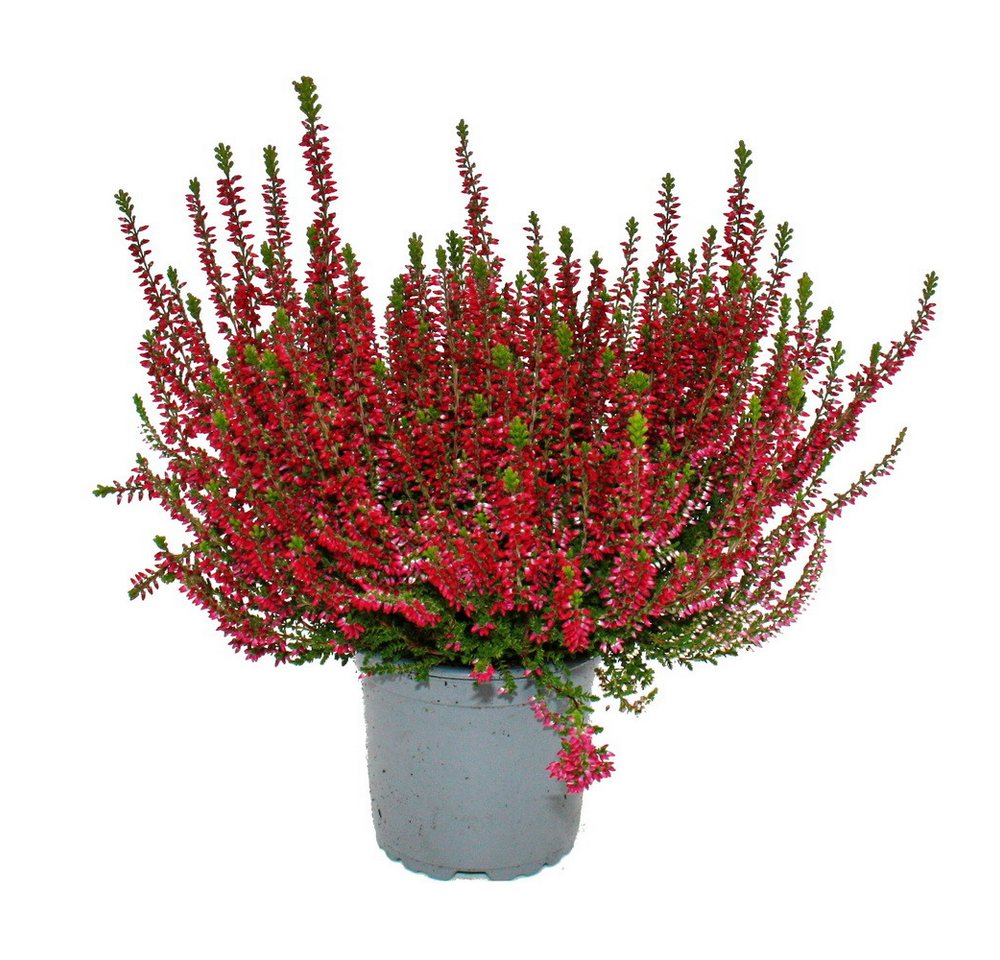 Exotenherz Beetpflanze Calluna vulgaris 6er Set Besenheide Heidepflanze winterhart 11cm Topf Bild 3
