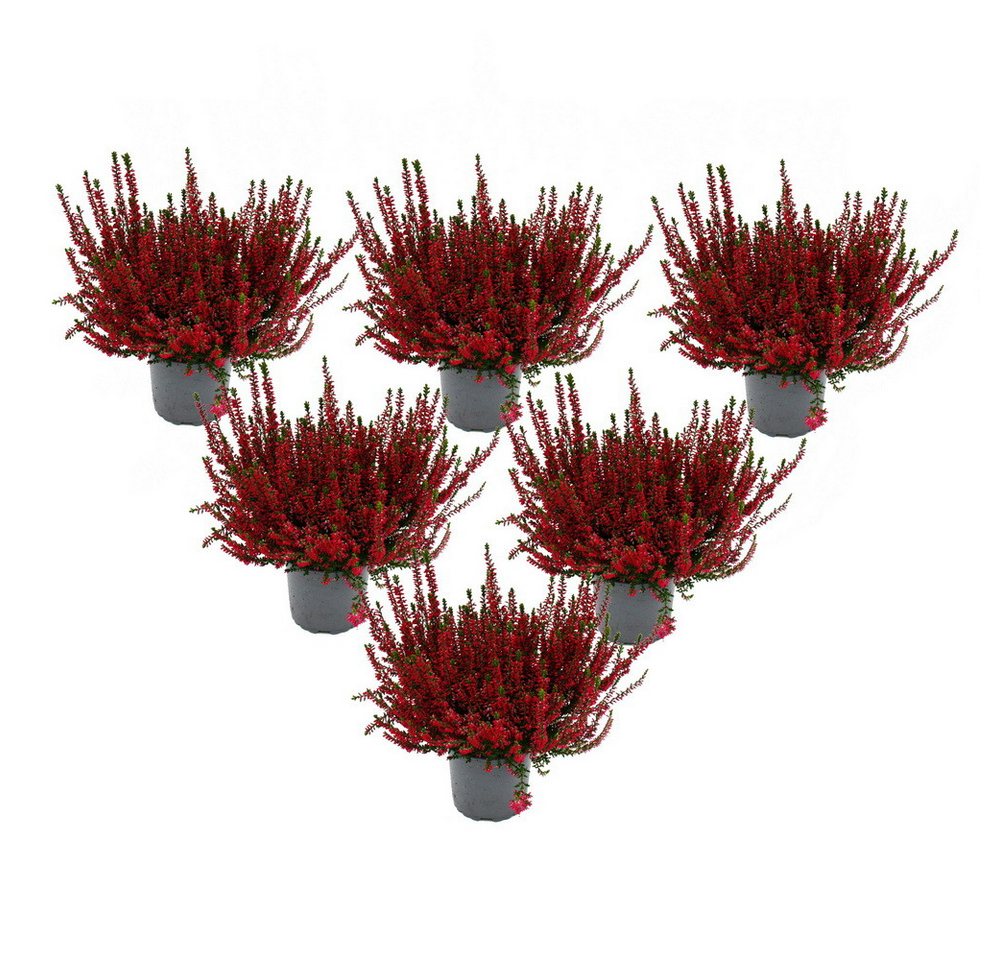 Exotenherz Beetpflanze Calluna vulgaris 6er Set Besenheide Heidepflanze winterhart 11cm Topf Bild 4