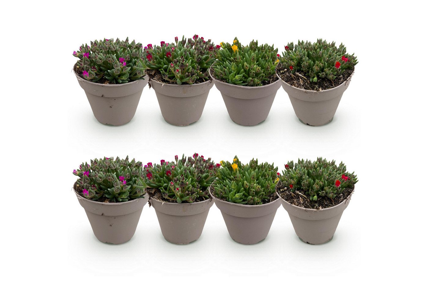Exotenherz Bodendecker Exotenherz Bodendecker - Delosperma Mix - 8er Set - 14cm Topf