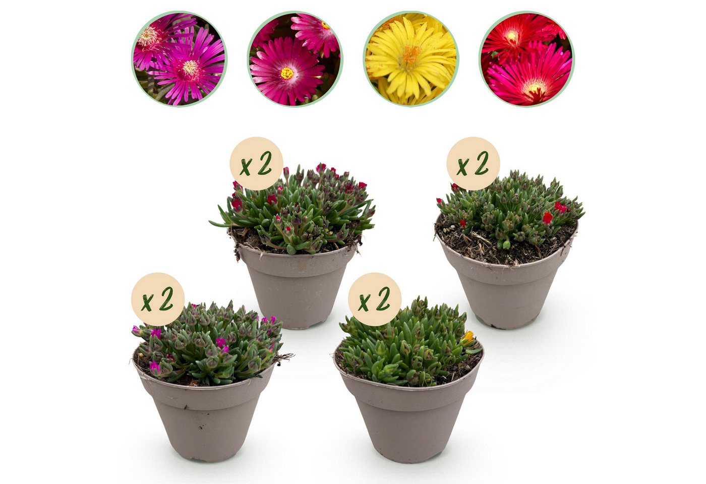 Exotenherz Bodendecker Exotenherz Bodendecker - Delosperma Mix - 8er Set - 14cm Topf Bild 2