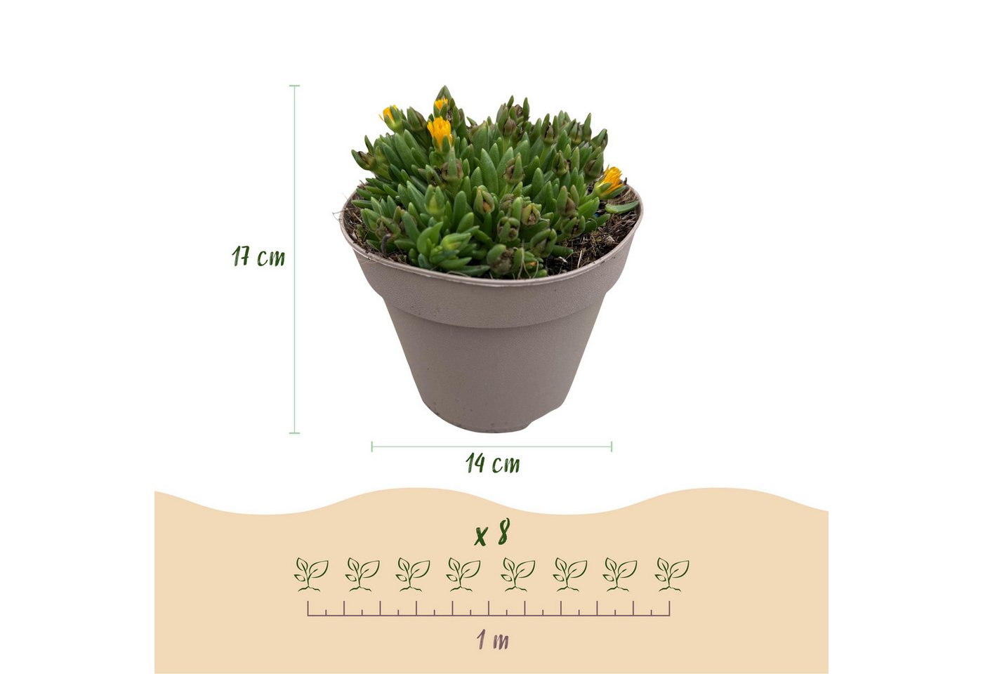 Exotenherz Bodendecker Exotenherz Bodendecker - Delosperma Mix - 8er Set - 14cm Topf Bild 5
